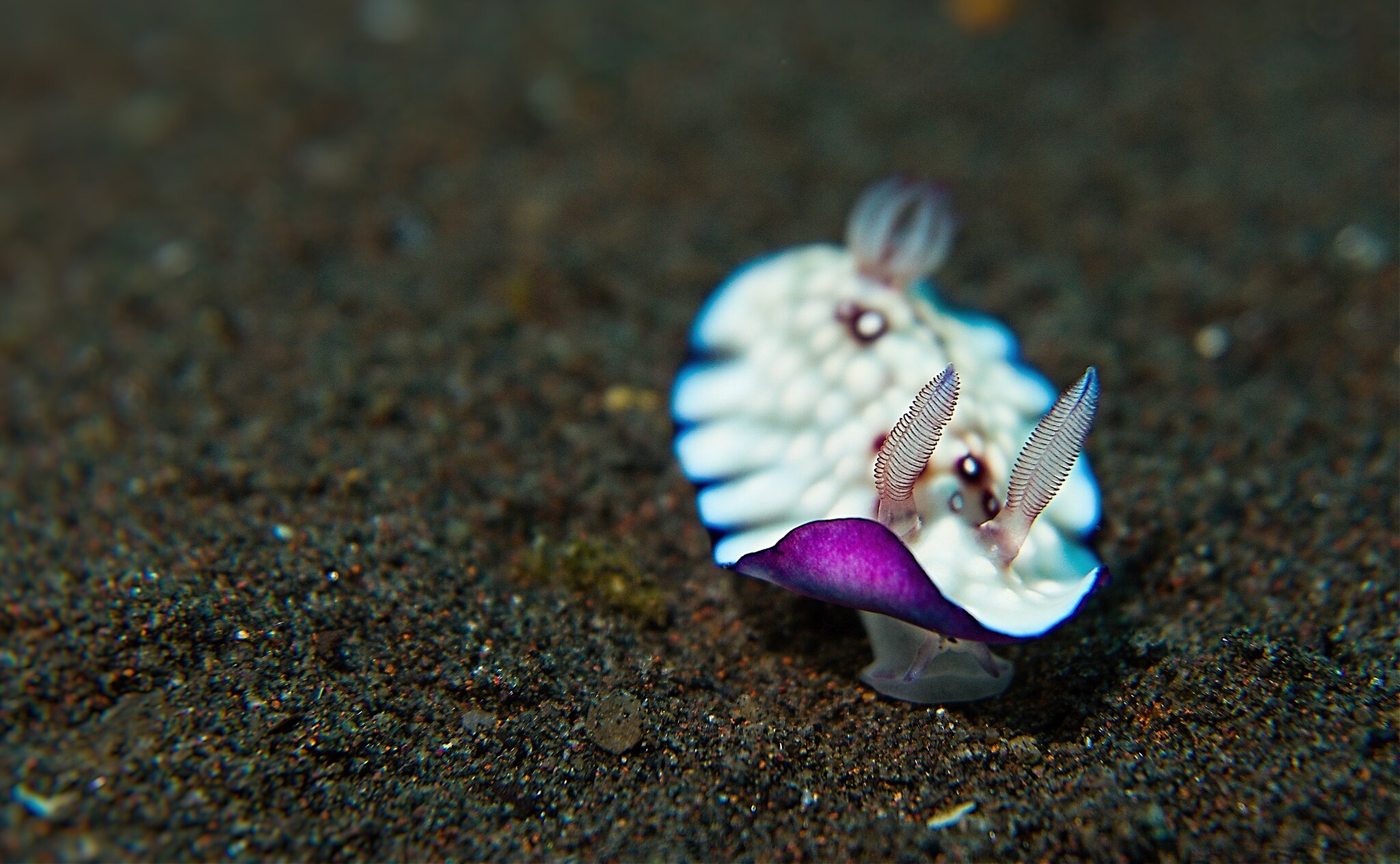Bali Gili 2022 nudiBali  2022 Nudi 4.jpg