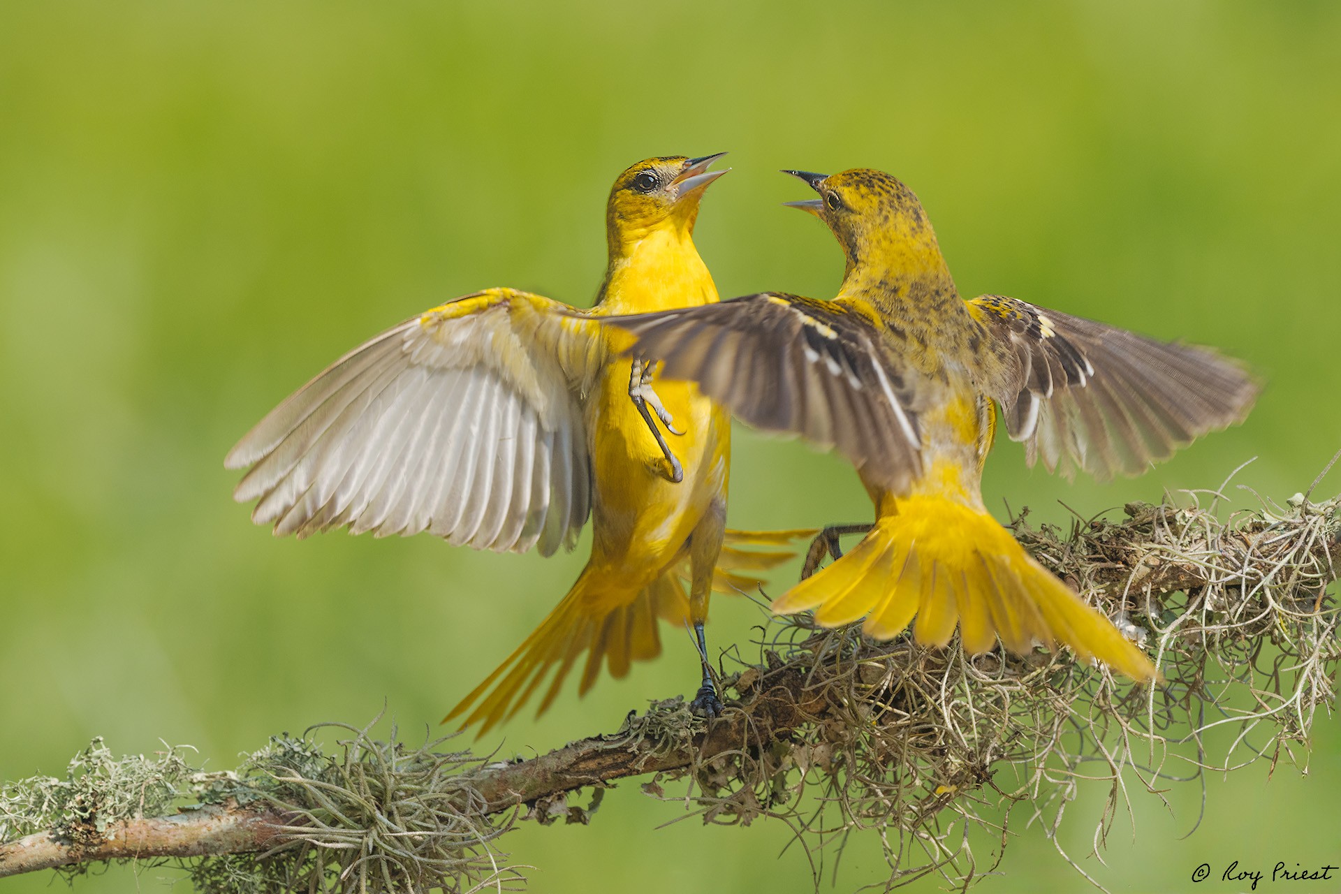 Baltimore Oriole_RP27861.jpg