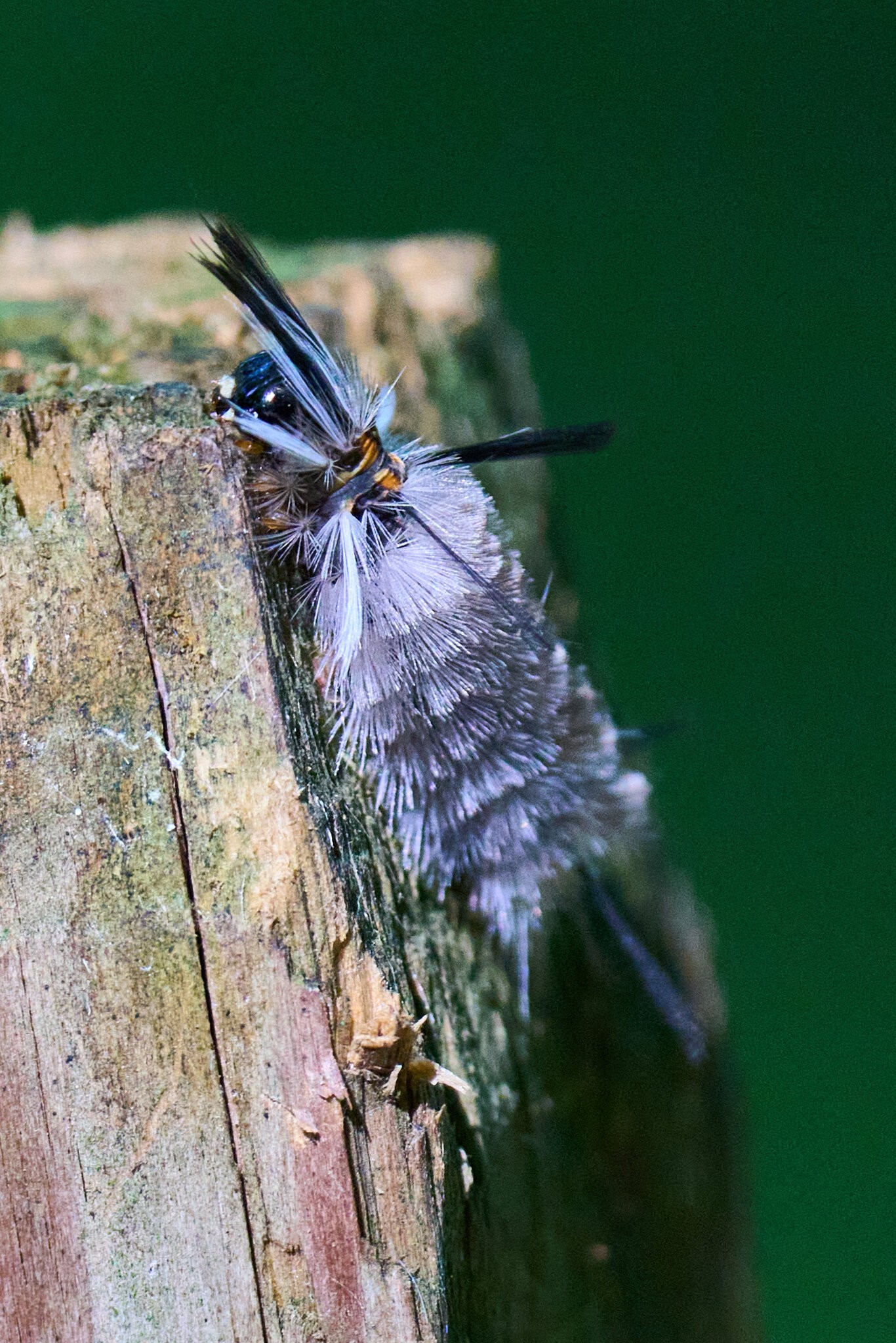 Banded Tussock Moth - BCSP - 08292026 - 01.jpg