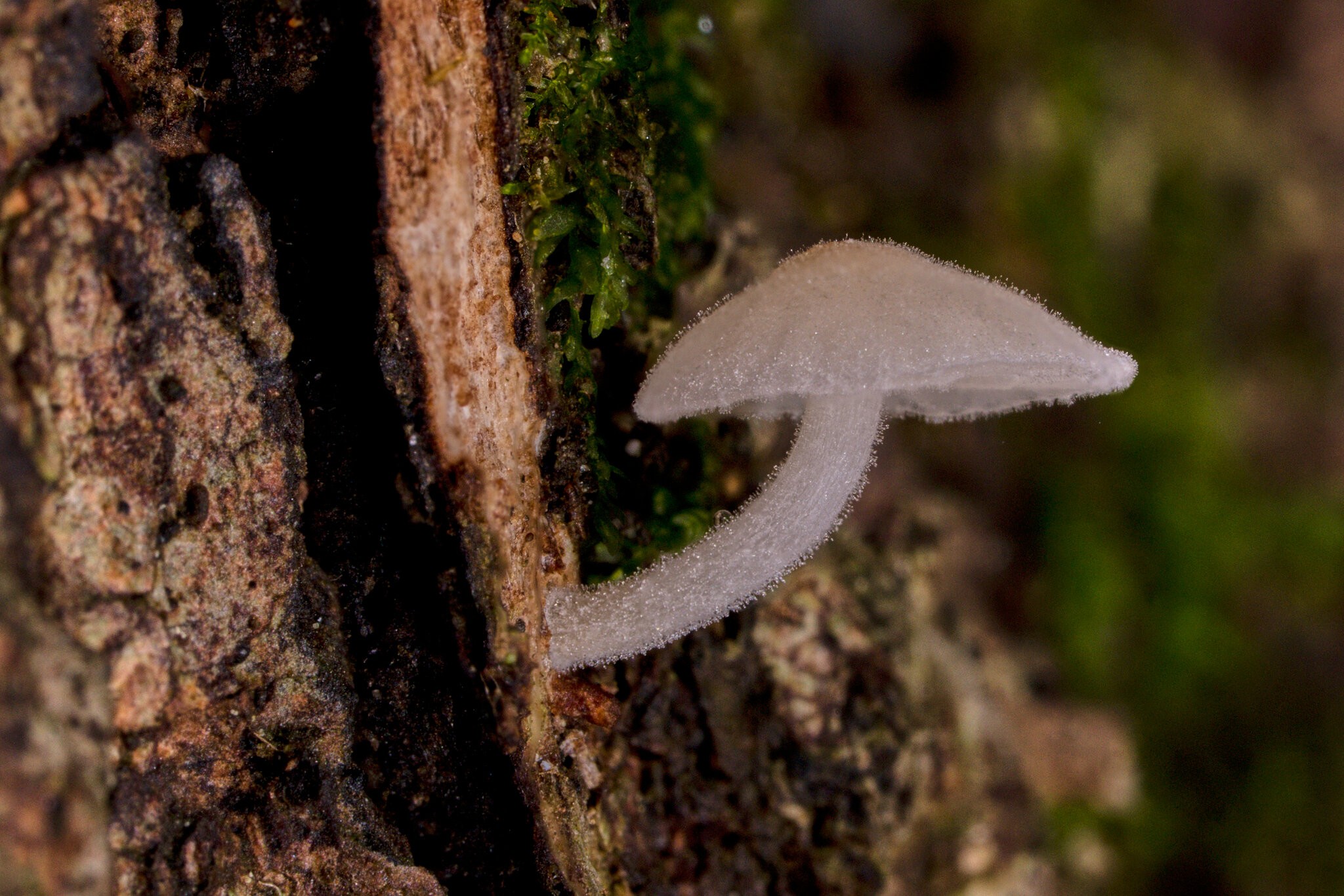 Bark Mycena - Arden Woods - 08092026 - 01.jpg