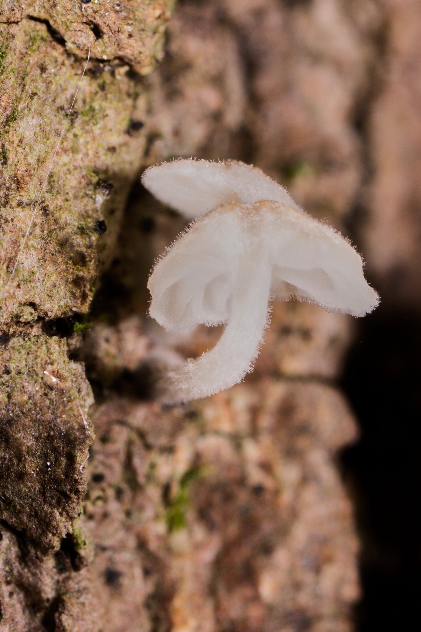 Bark Mycena - Arden Woods - 08092026 - 02.jpg