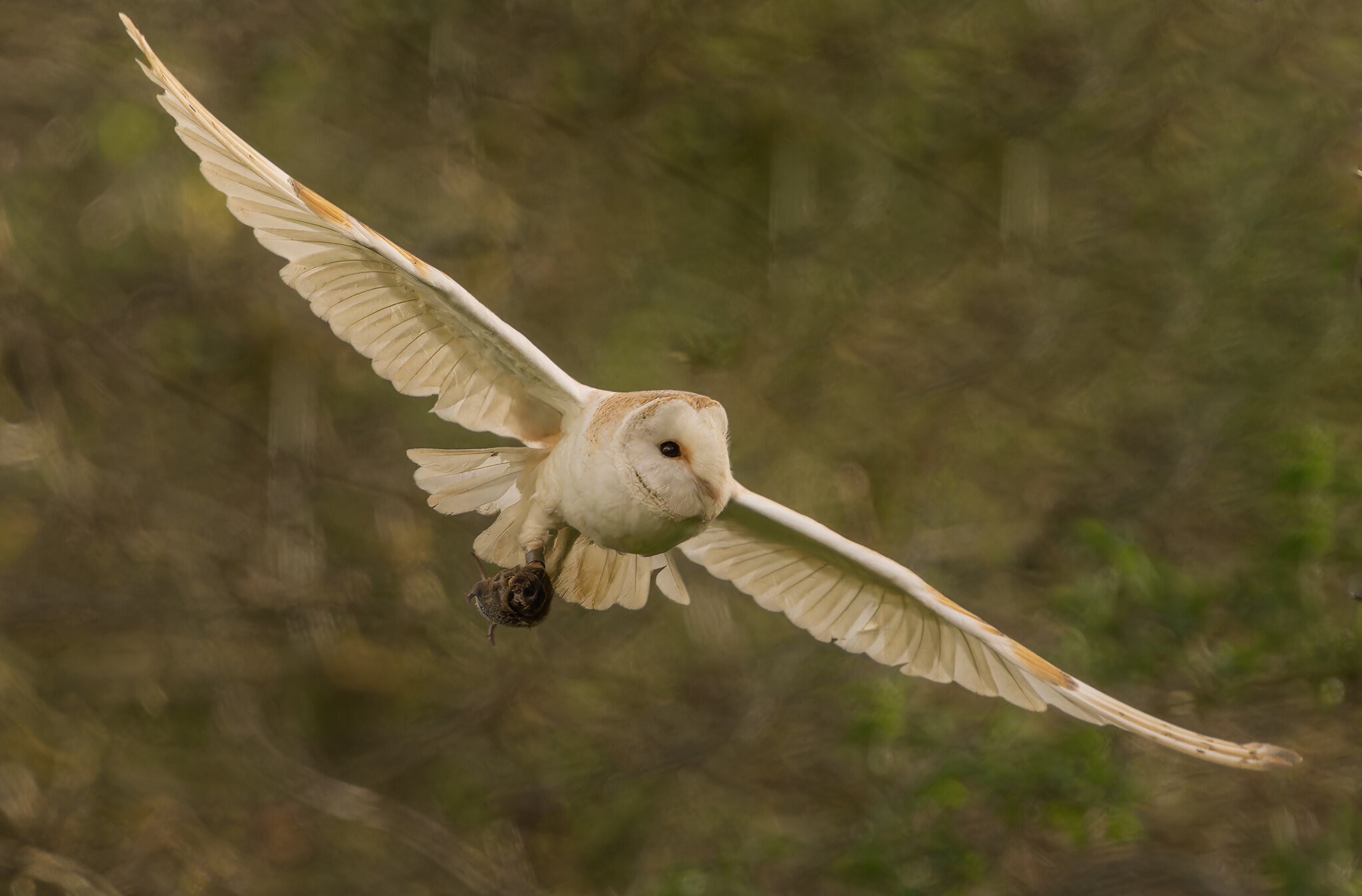 Barn Owl-2.jpg