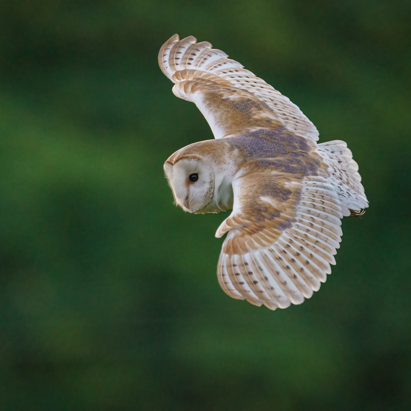 Barn Owl-50 (1).jpg