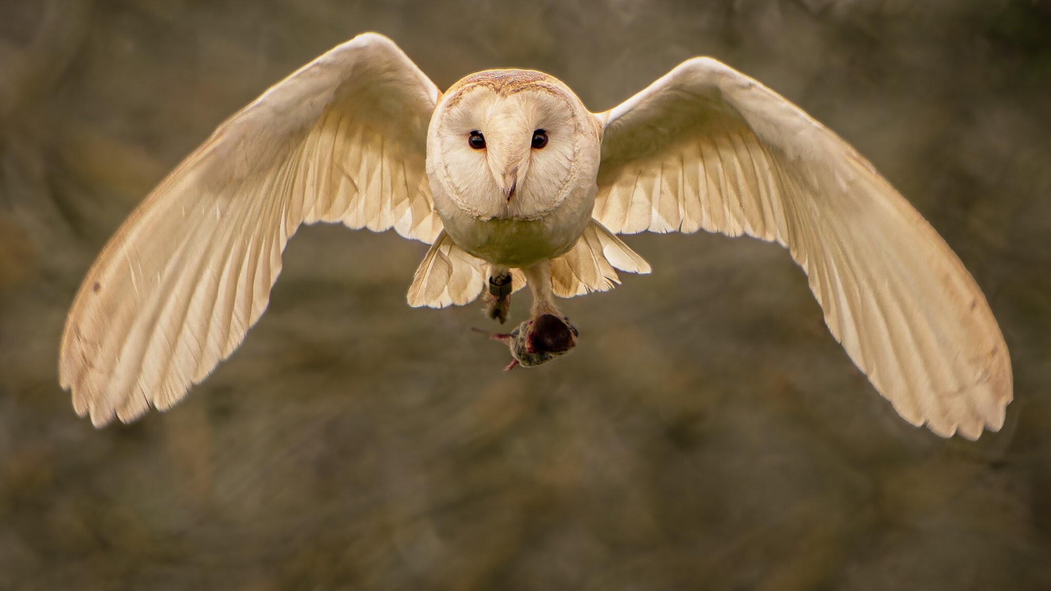 barn owl-8.jpg