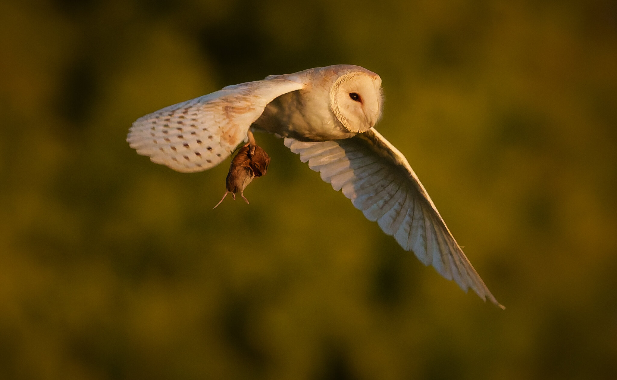Barn Owl.jpg