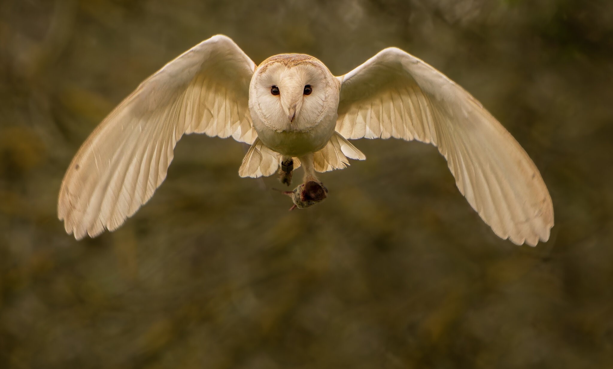 Barn Owl Tyto Alba-2.jpg