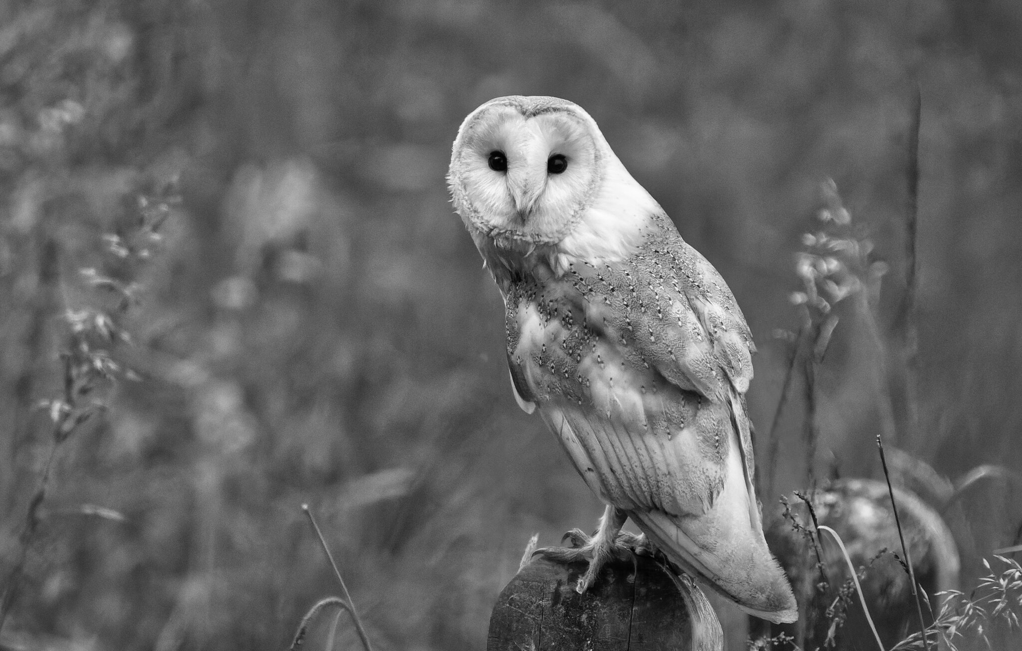 Barn Owl Tyto Alba-3.jpg