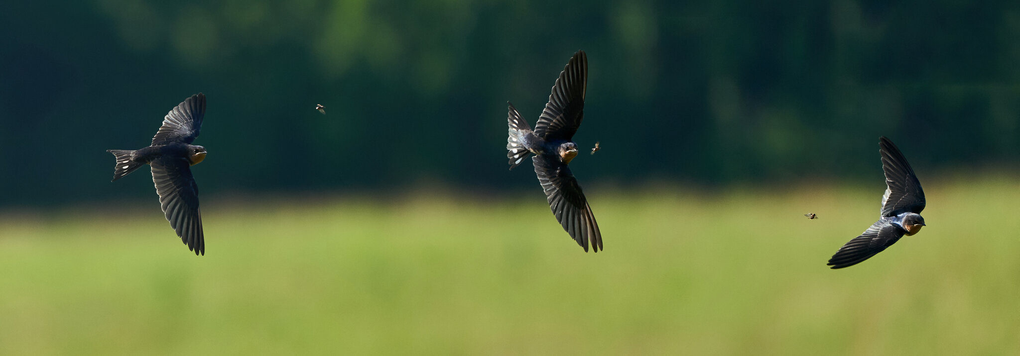 Barn Swallow - BCSP - 06302018 - 16 Stitch 5 7 9.jpg
