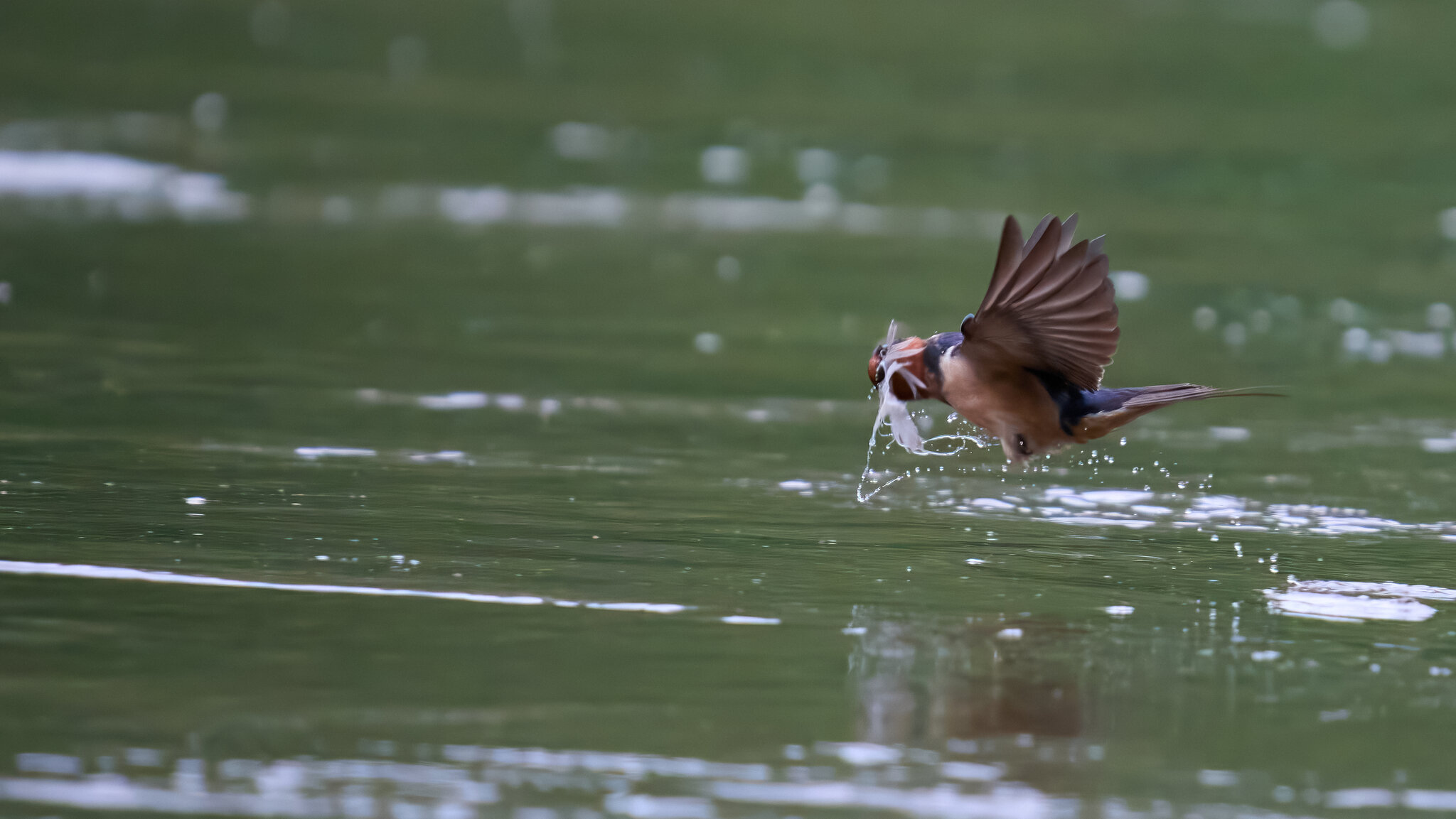 Barn Swallow - Brandywine - 05242026 - 03 - DN.jpg