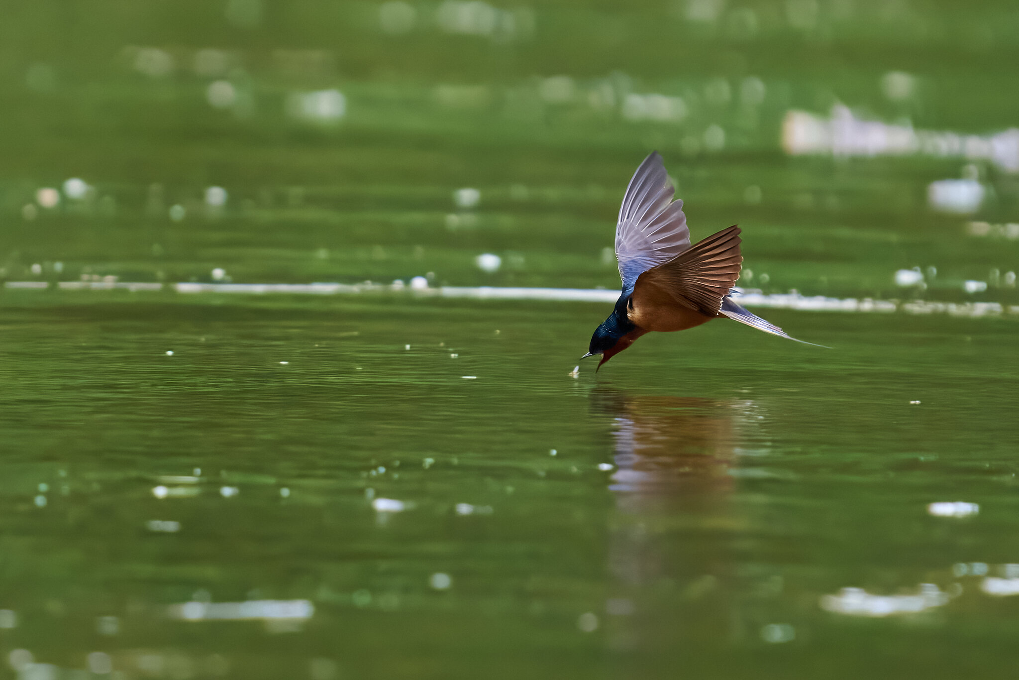 Barn Swallow - Brandywine - 05242026 - 05 - DN.jpg