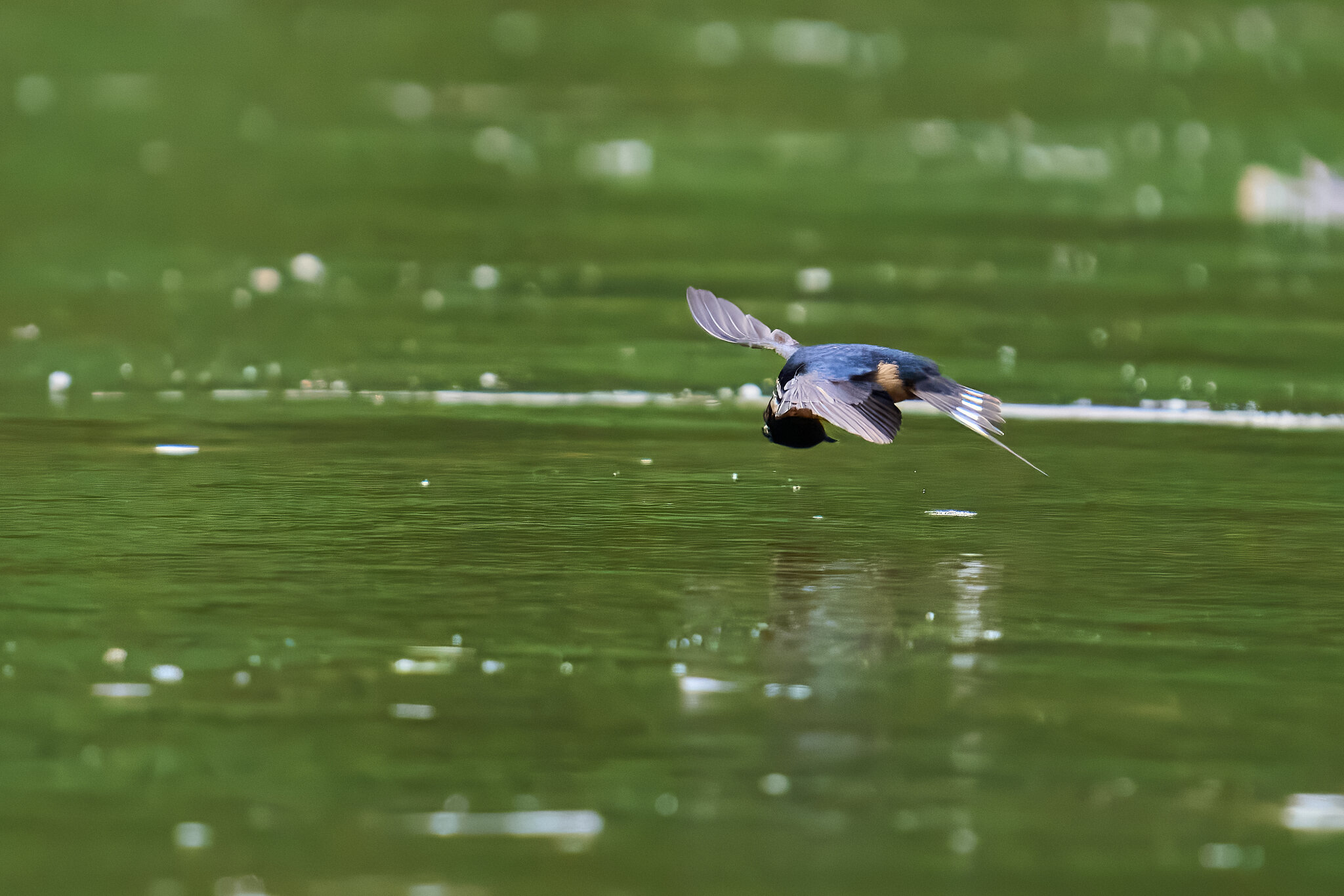 Barn Swallow - Brandywine - 05242026 - 06 - DN.jpg