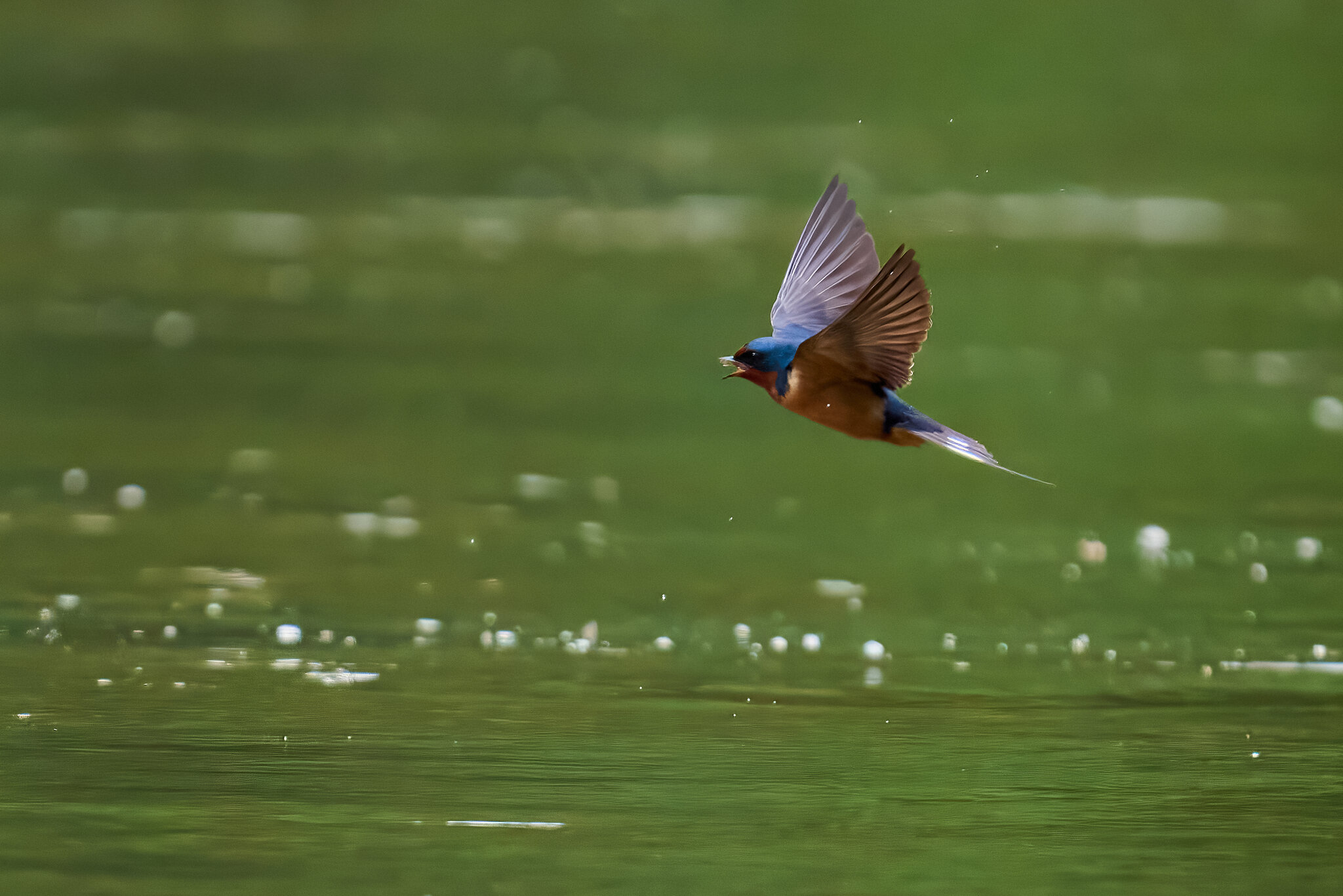 Barn Swallow - Brandywine - 05242026 - 09 - DN.jpg