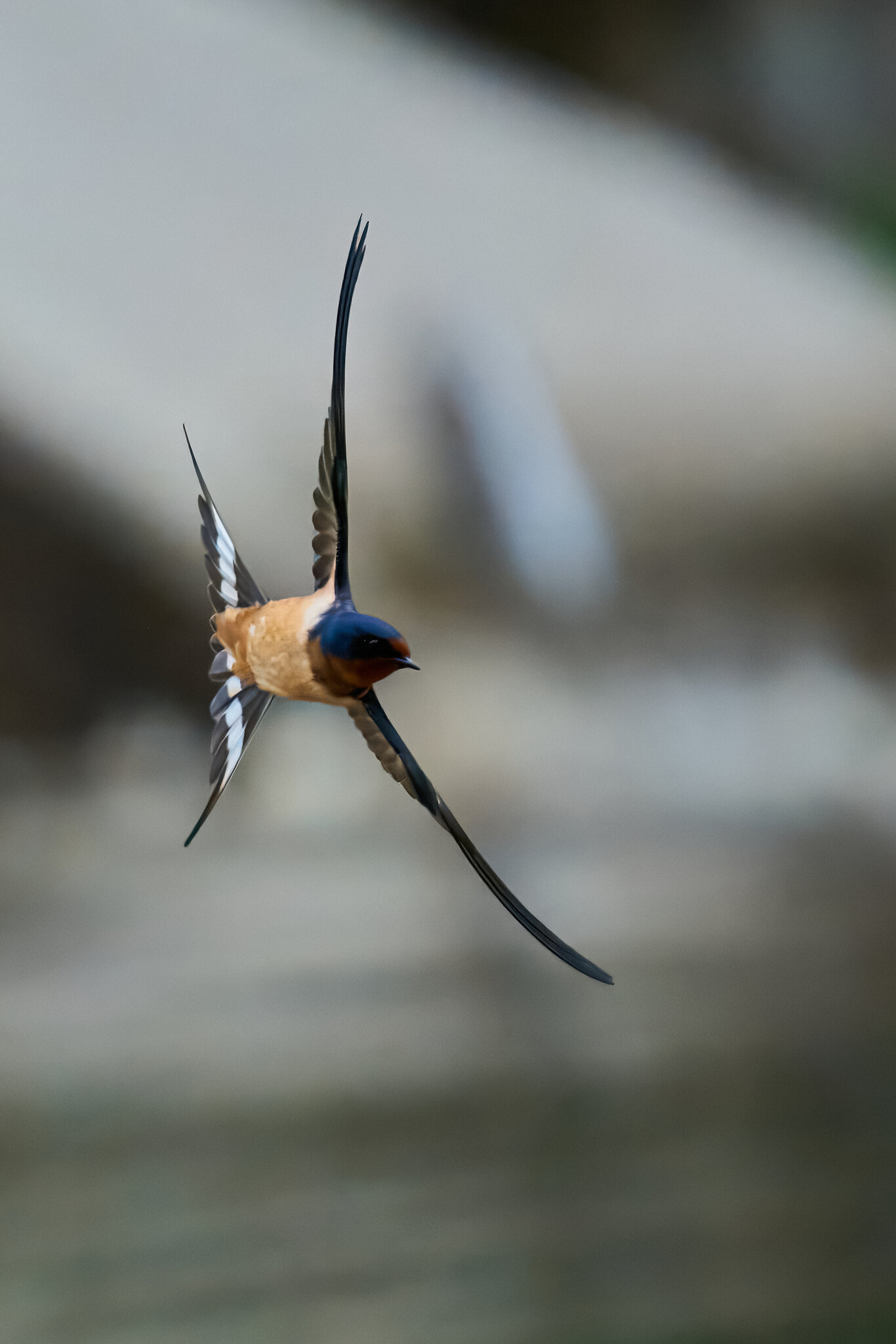 Barn Swallow - Brandywine - 05242026 - 11 - DN.jpg