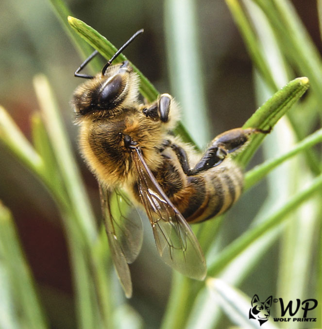 Bee 08-09-2017   (164).jpg