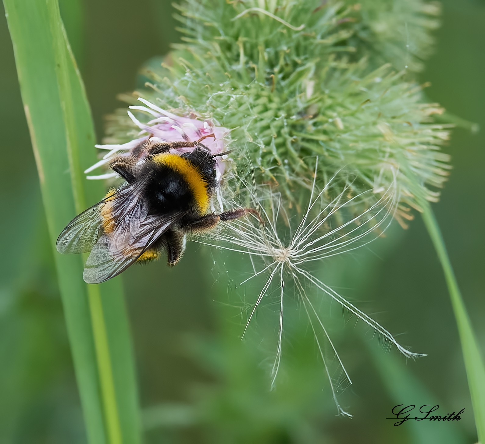 bee 2020.jpg