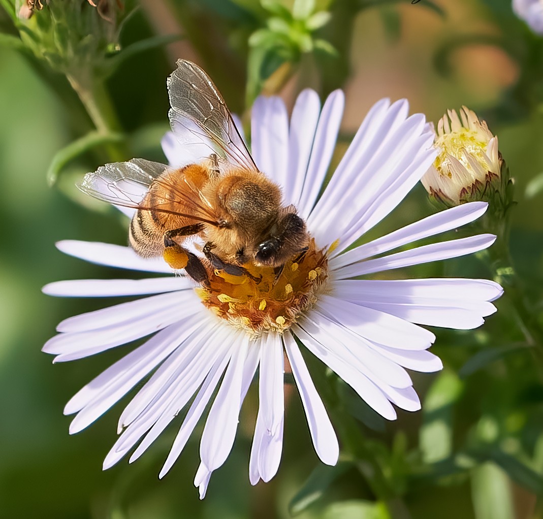 bee 2022  1.jpg