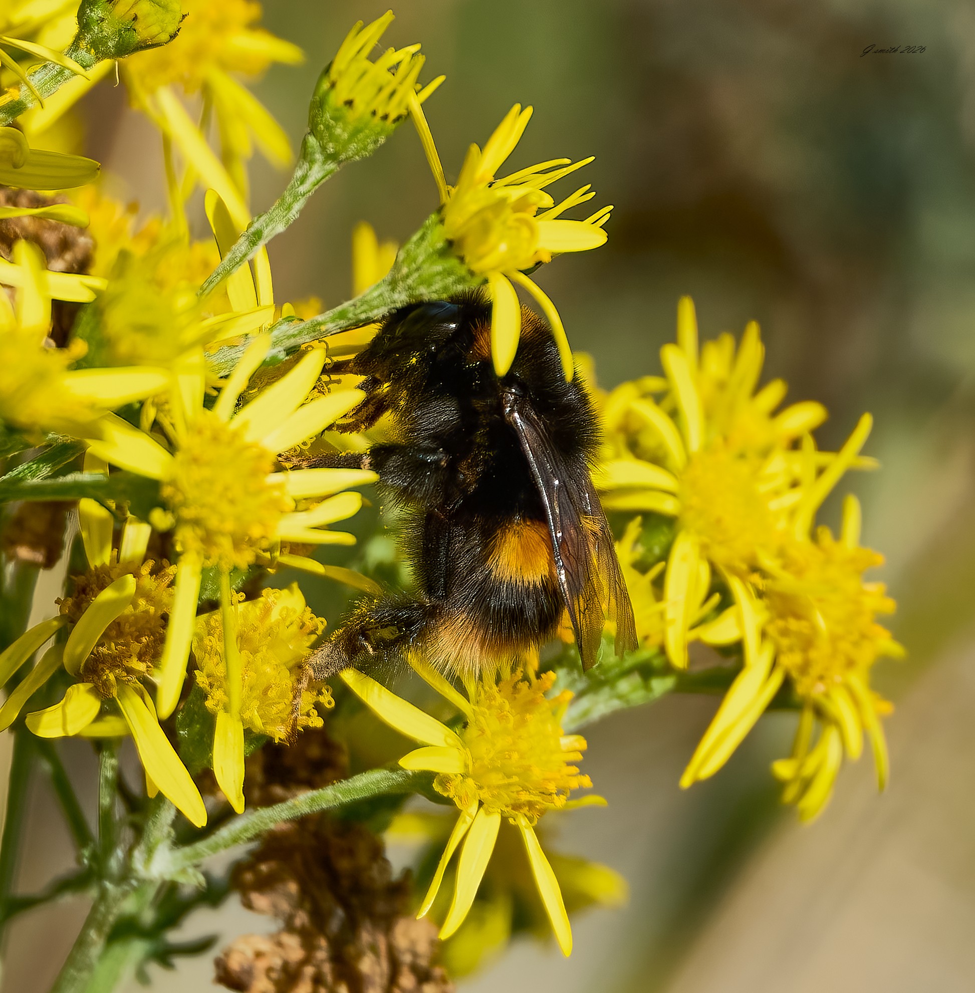 bee 2026_3.jpg