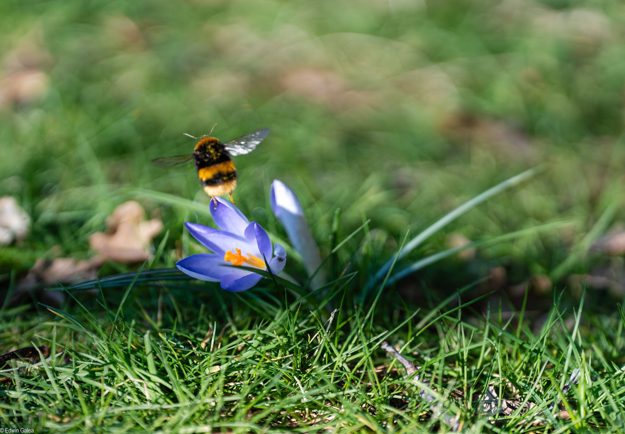 bee and crocus -3.jpg