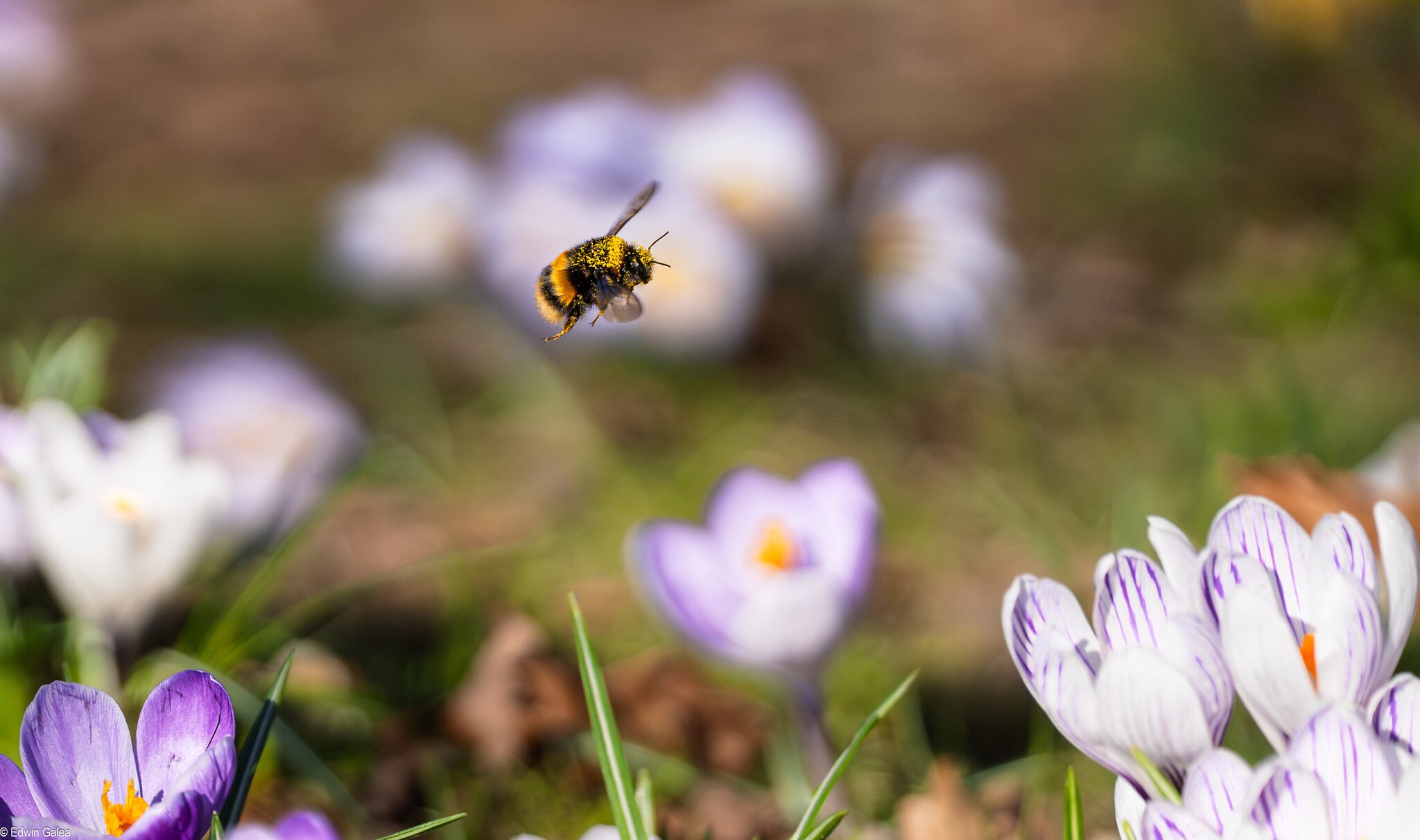 bee flying and crocus -3.jpg
