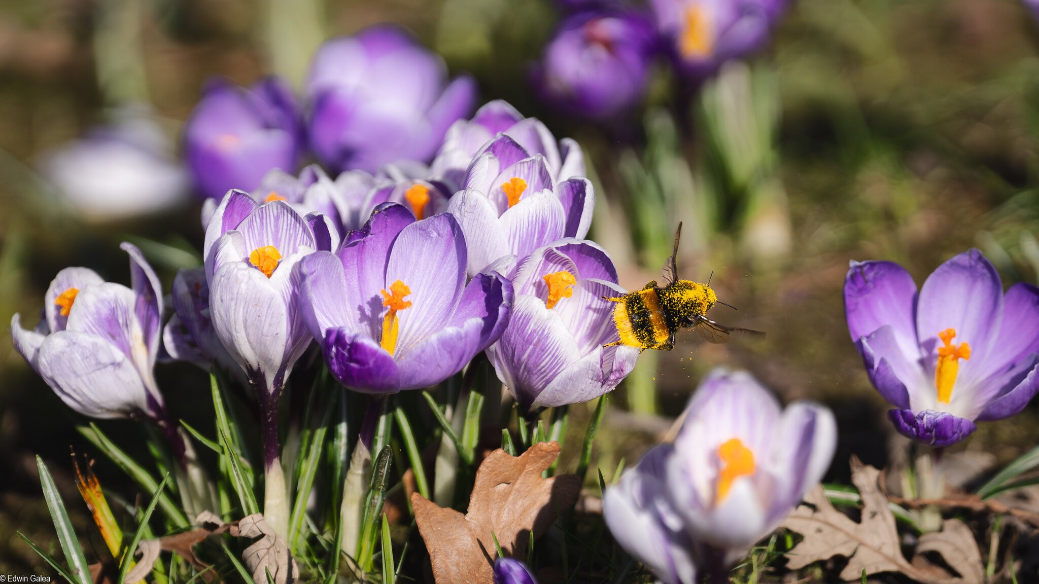 bee liftoff with pollin and crocus -1.jpg