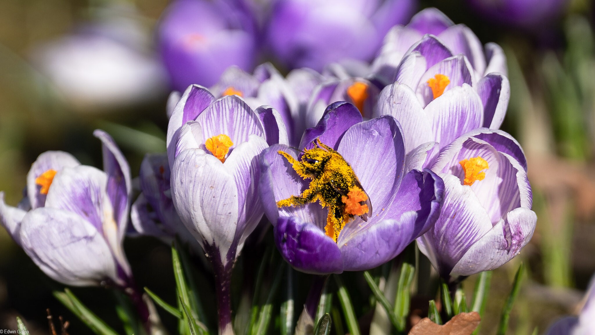 bee pollin and crocus -4.jpg