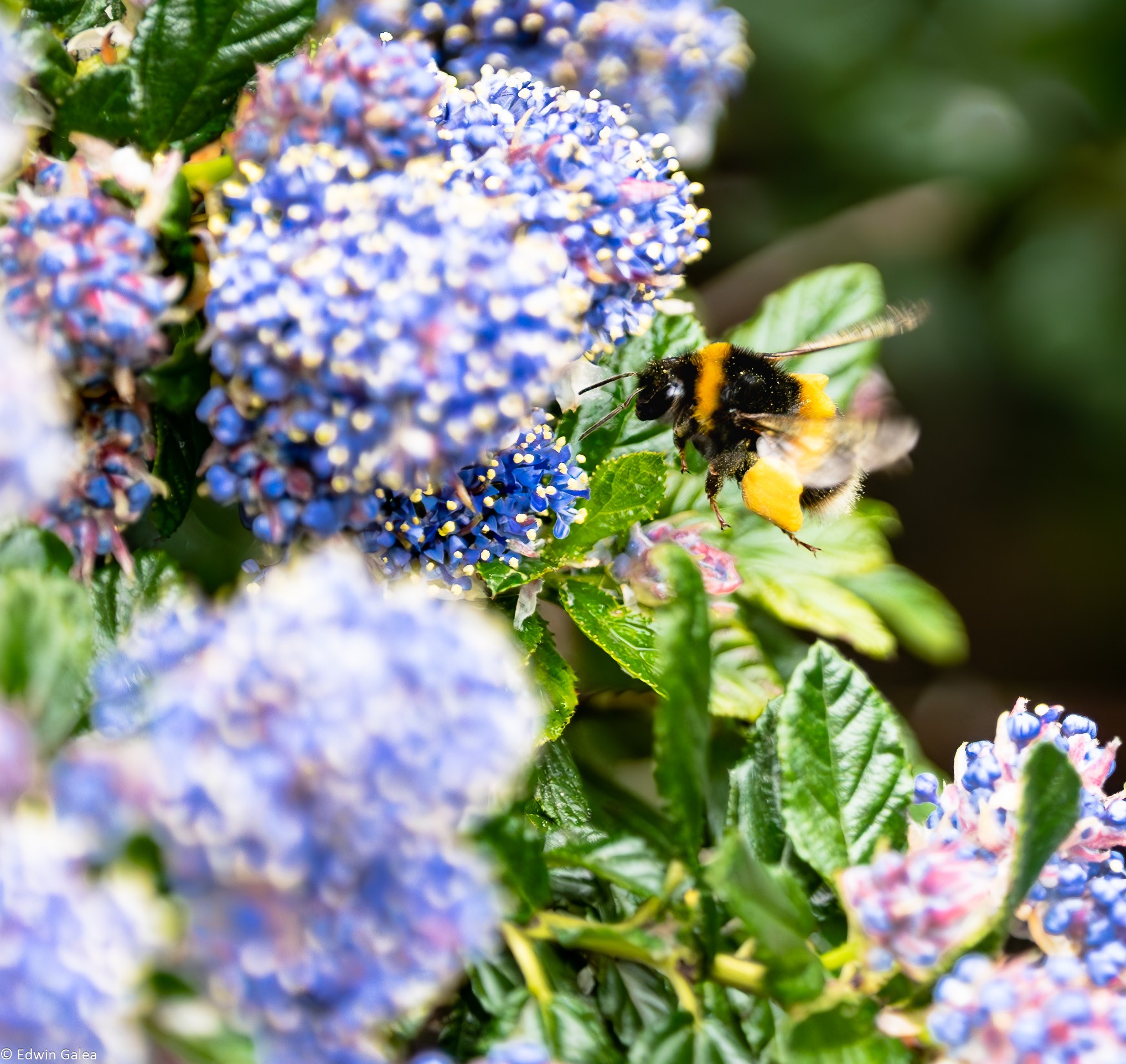 bee_heavy_flying-2.jpg