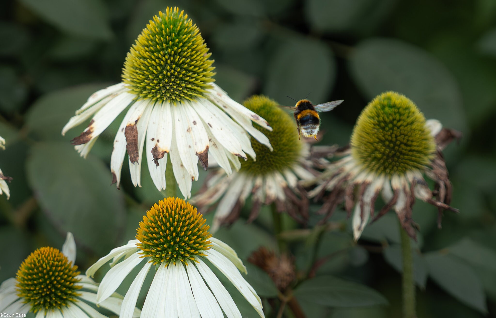 bee_in_rosegarden-1.jpg