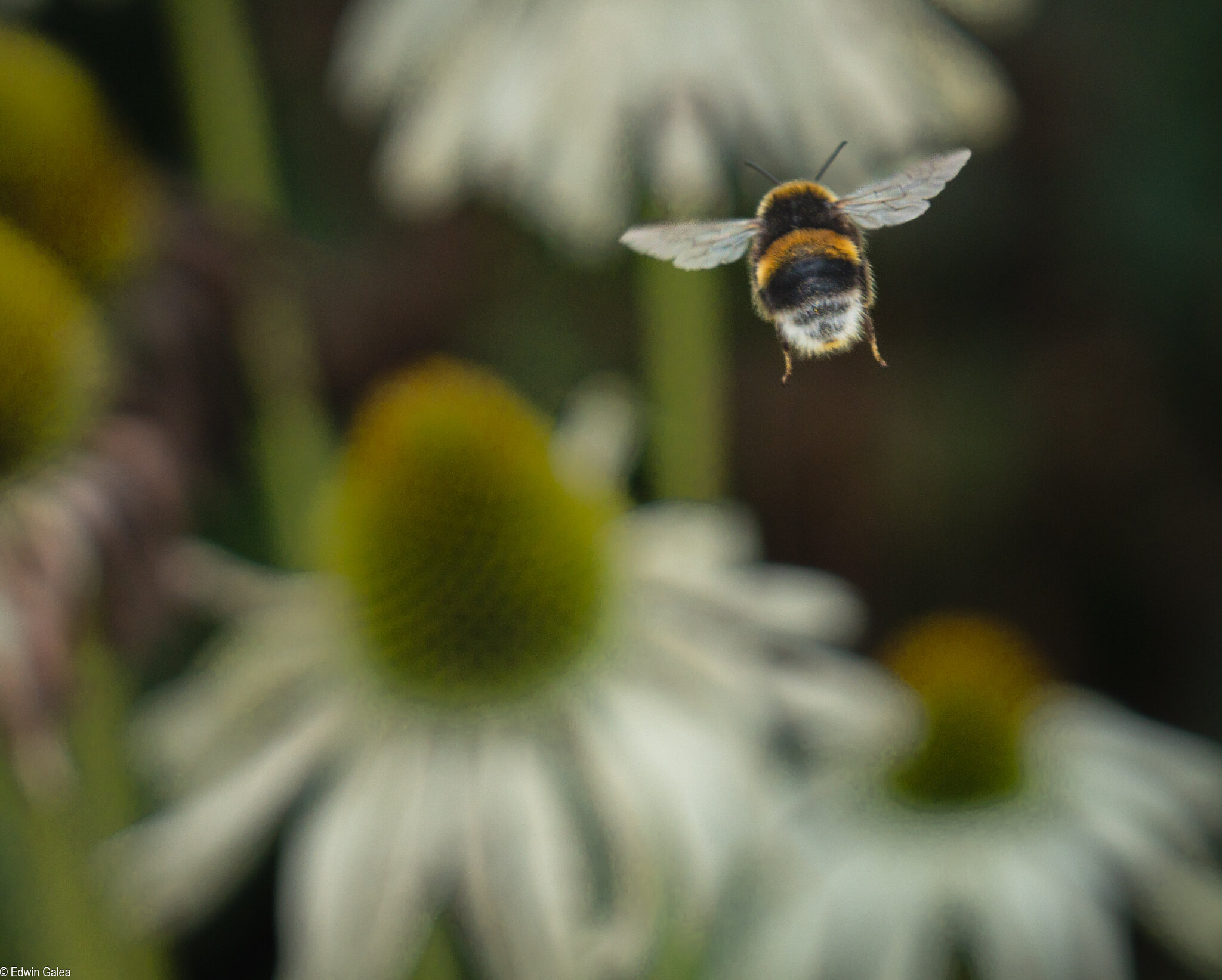 bee_in_rosegarden-2.jpg