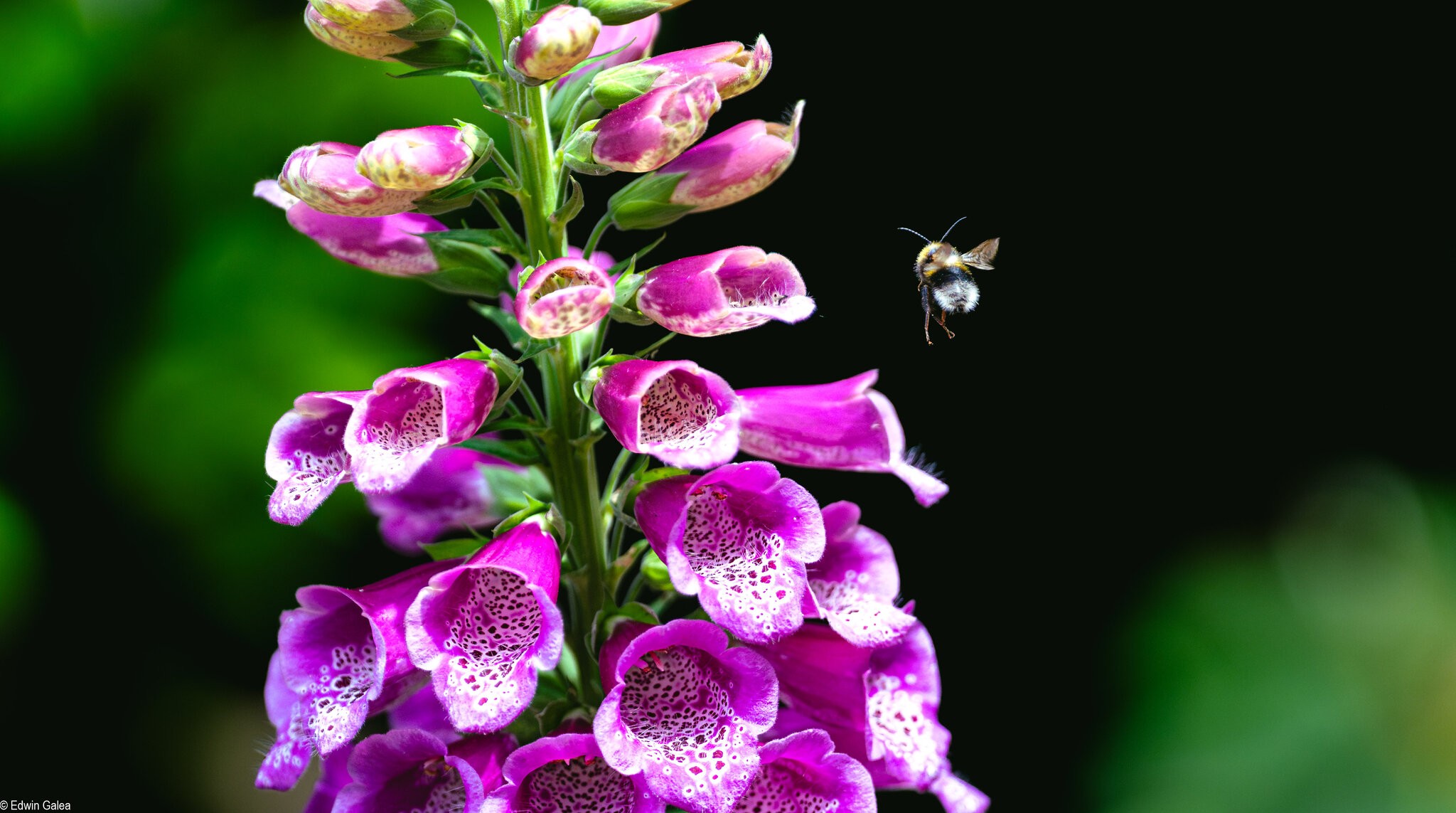 bee_landing-2.jpg
