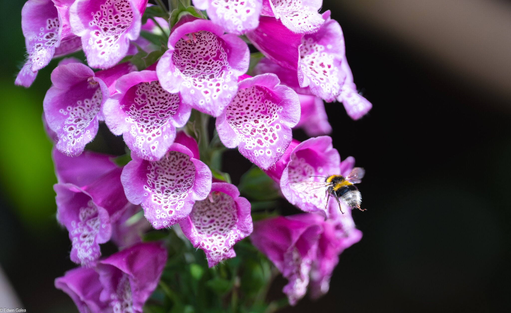 bee_landing-3.jpg