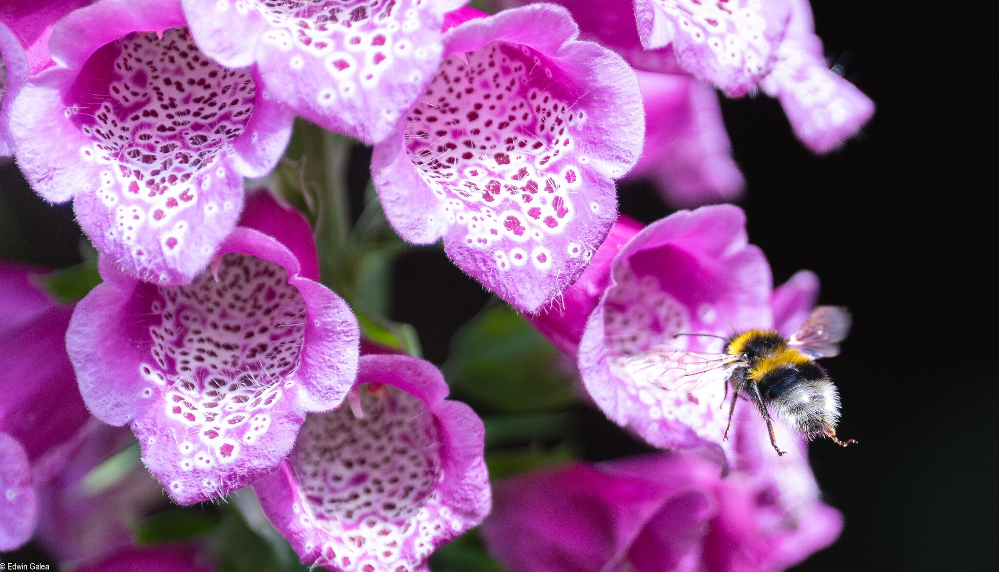 bee_landing-4.jpg