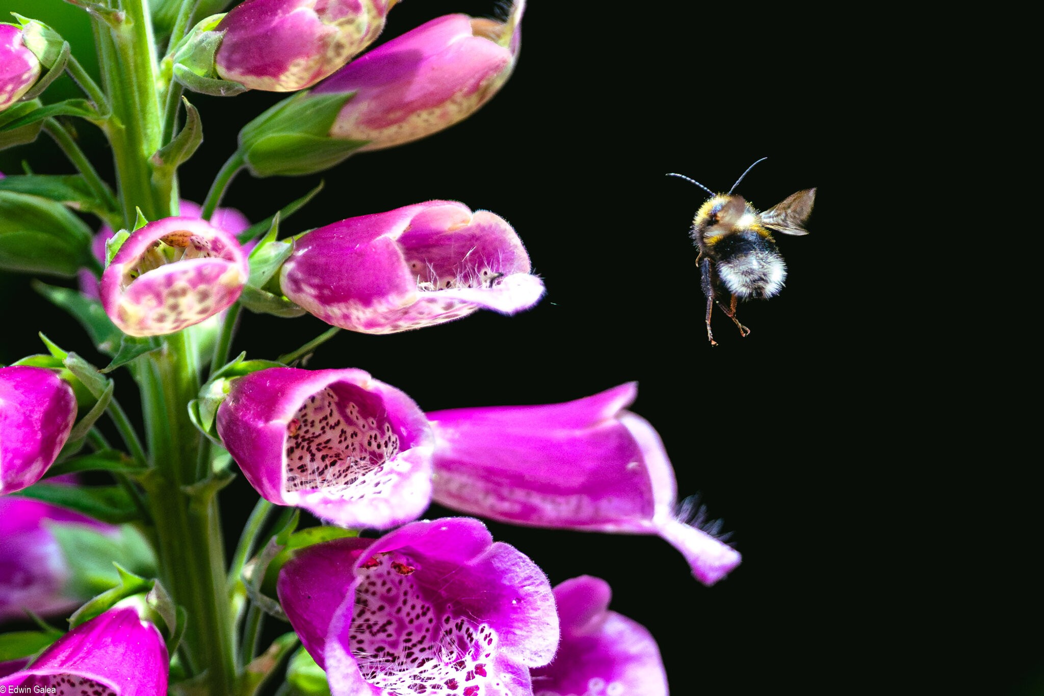 bee_landing-7.jpg