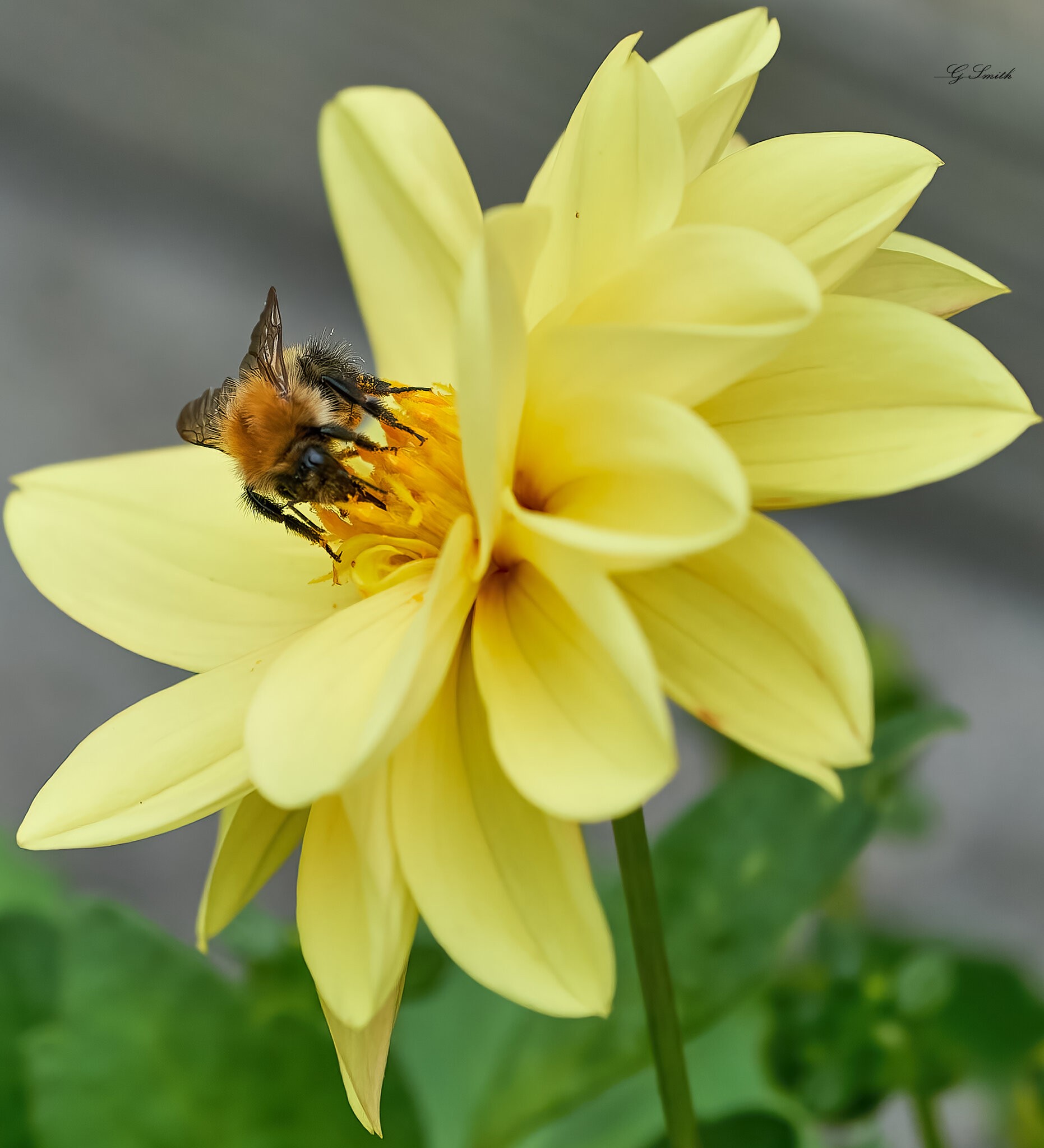 bees 2022  14.jpg