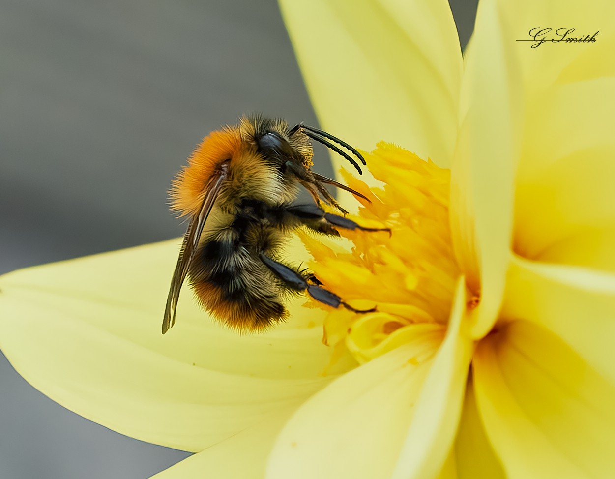 bees 2022  15.jpg