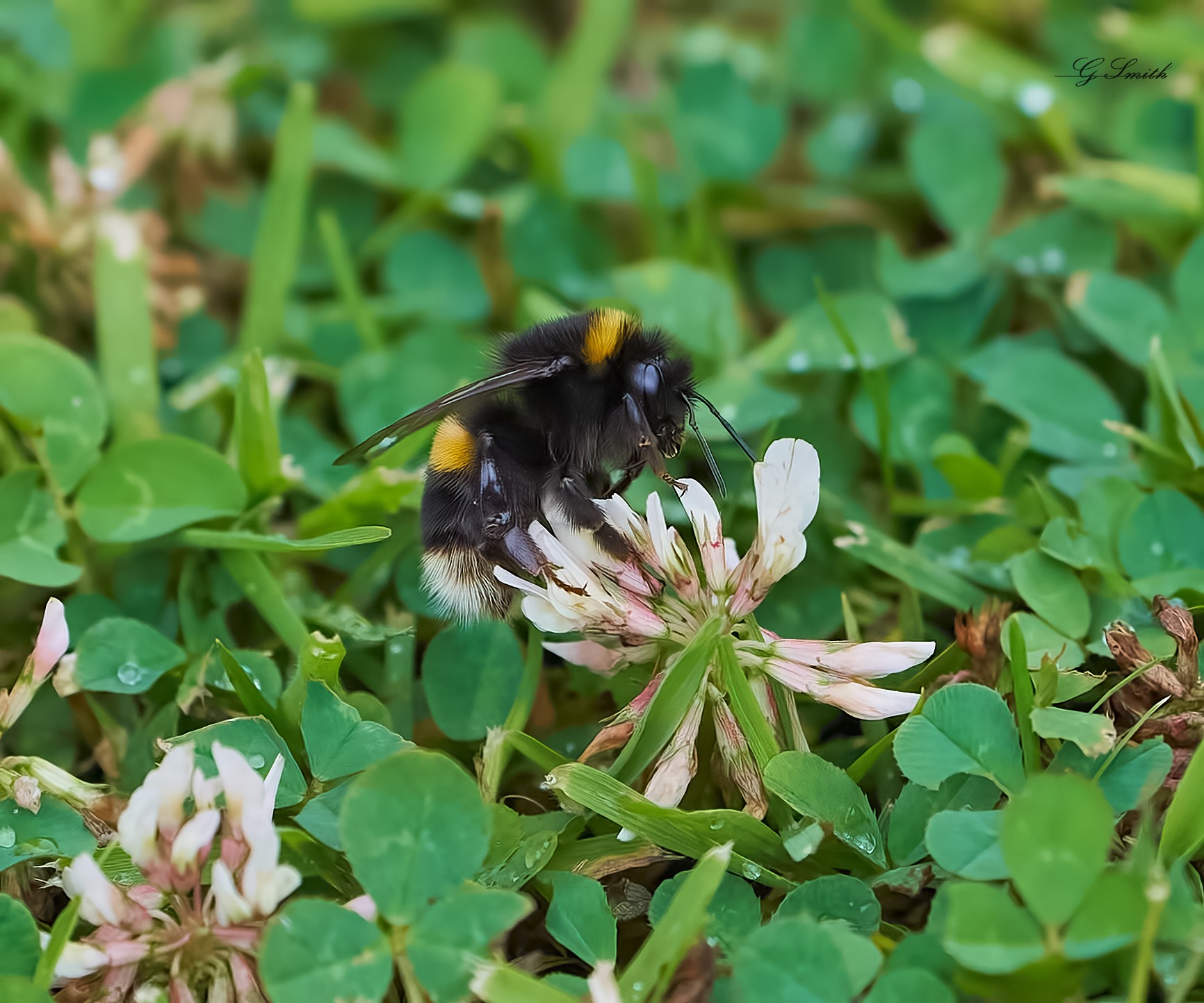 bees 2022 19.jpg