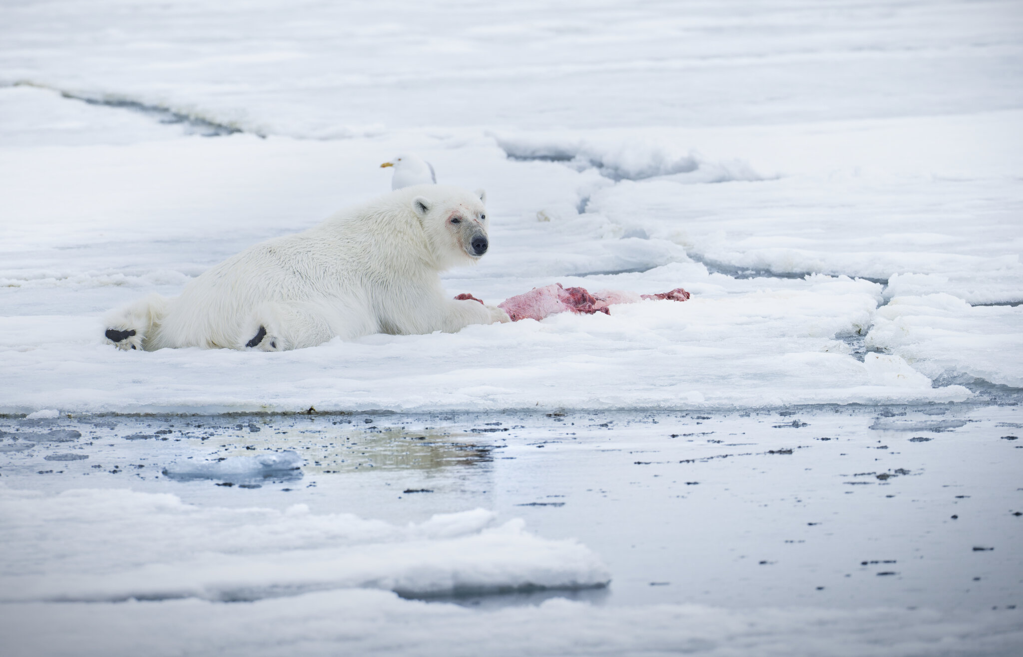 Belly Bear_A_24017-ARW_DxO_DeepPRIME.jpeg