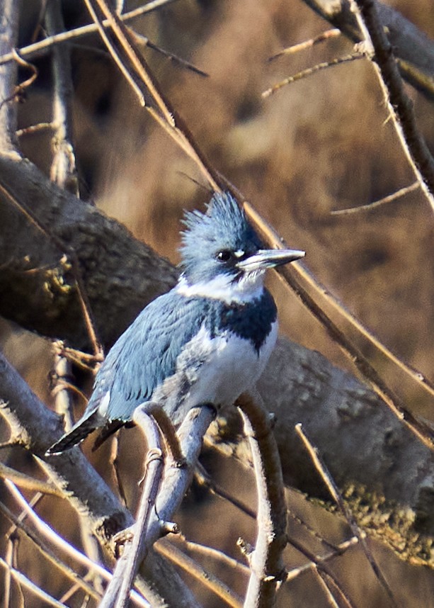 Belted Kingfisher - BCSP - 01232022 - 01.jpg
