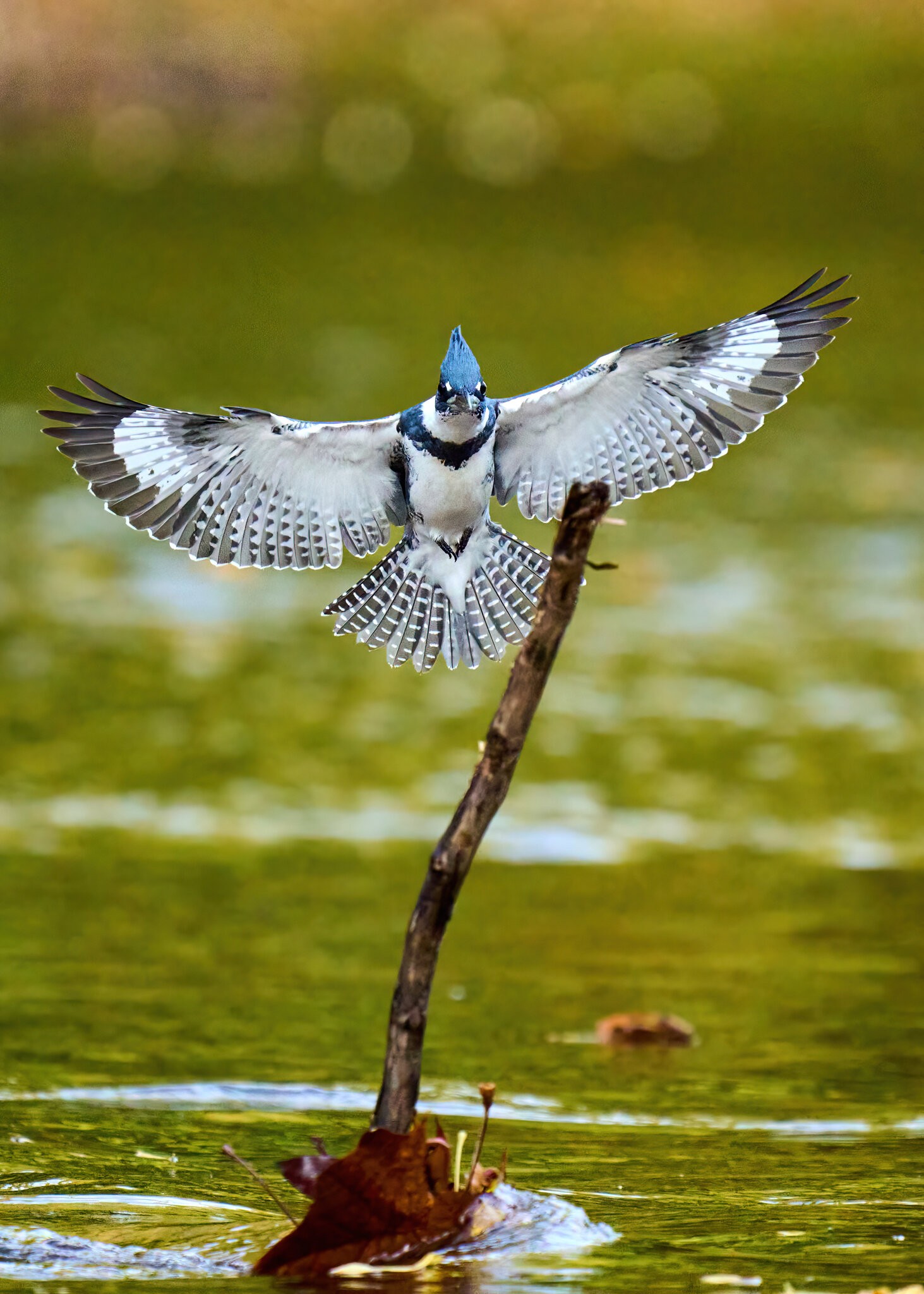 Belted Kingfisher - BCSP - 10162021 - 22-DN.jpg