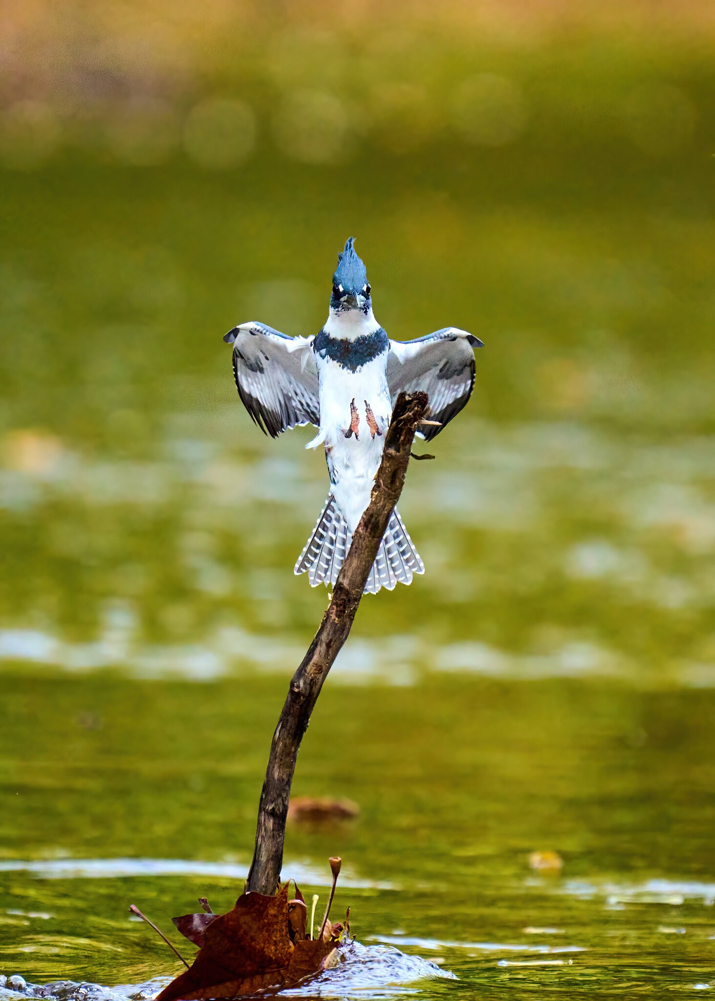 Belted Kingfisher - BCSP - 10162021 - 28-DN.jpg