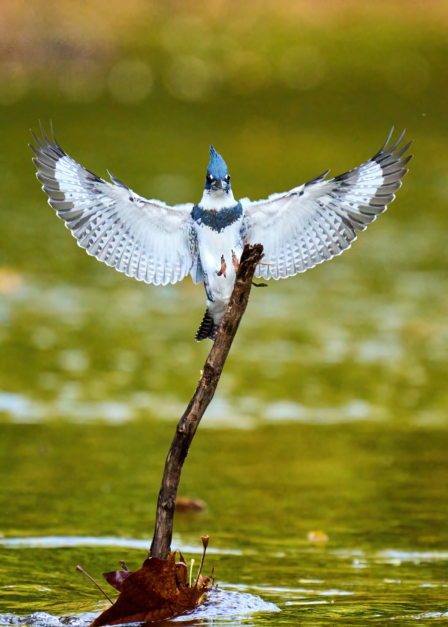 Belted Kingfisher - BCSP - 10162021 - 29-DN.jpg