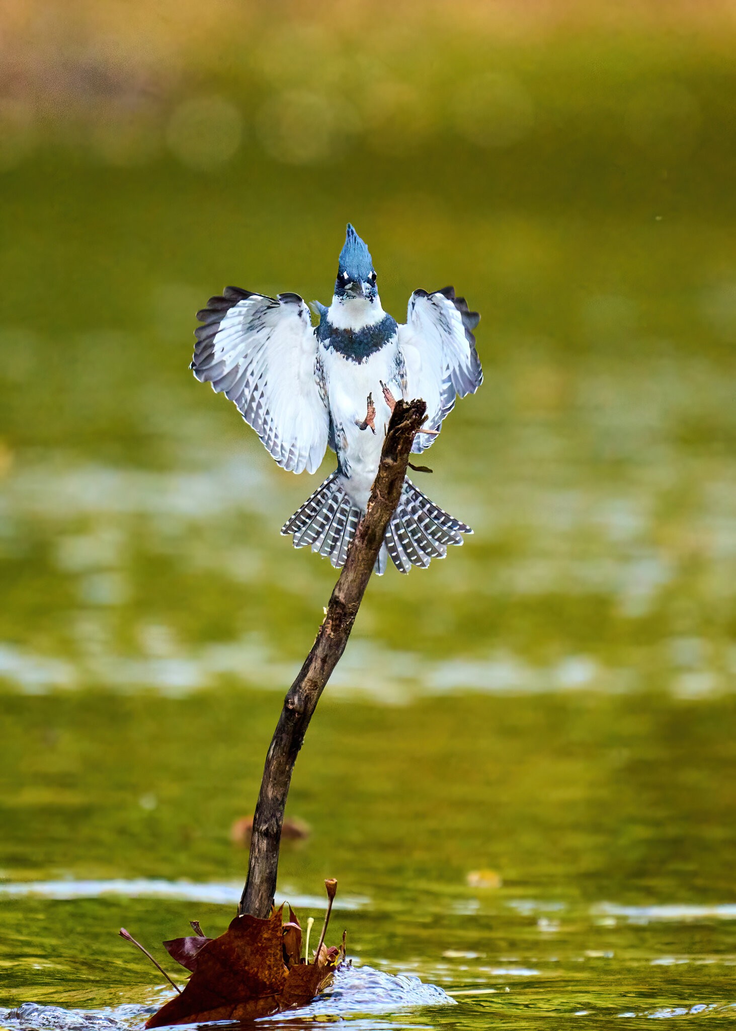 Belted Kingfisher - BCSP - 10162021 - 30-DN.jpg