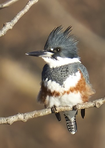 Belted Kingfisher - Harrys Pond - 01122020 - 06 - dn.jpg