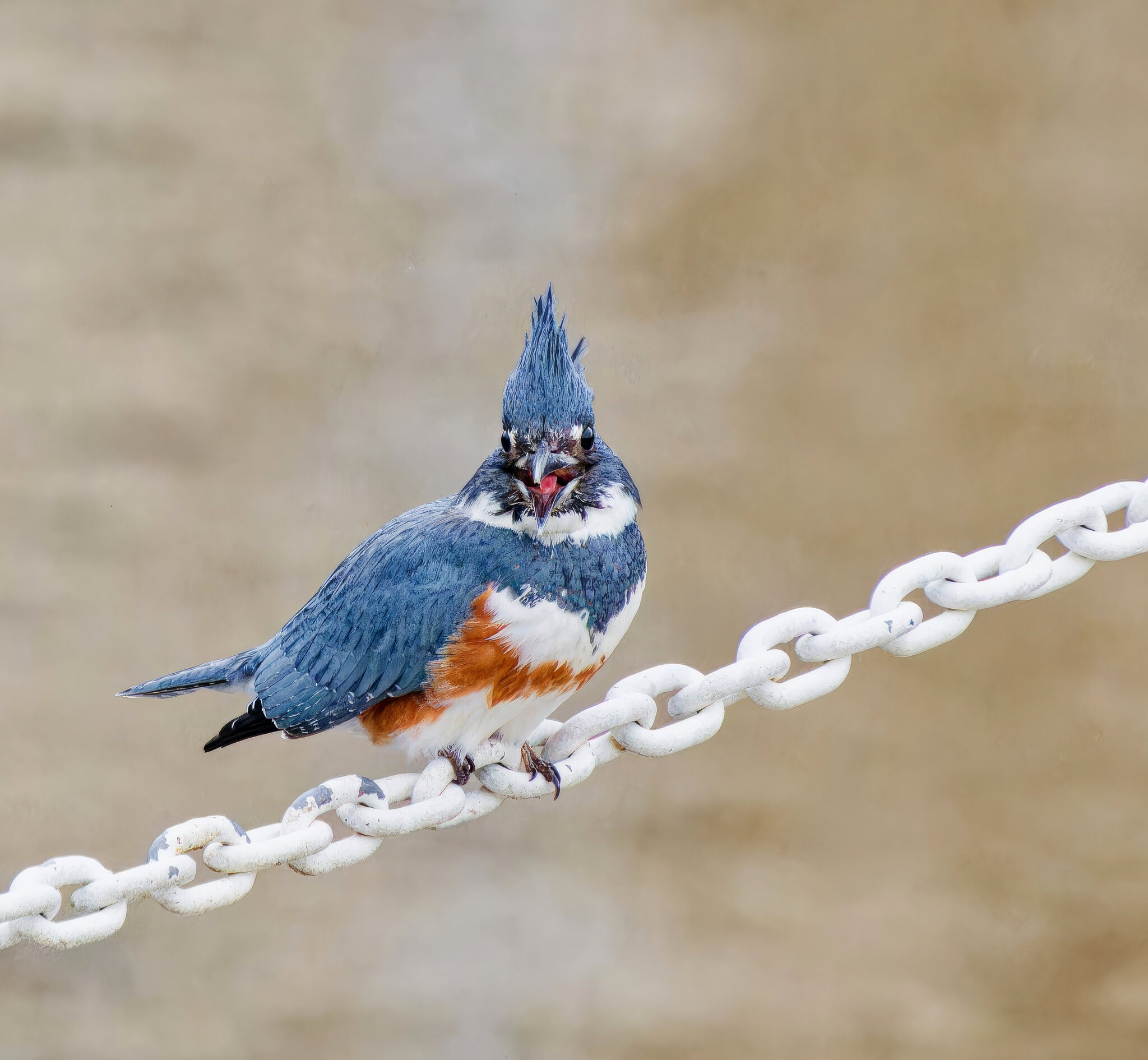 Belted Kingfisher on a Chain..jpeg