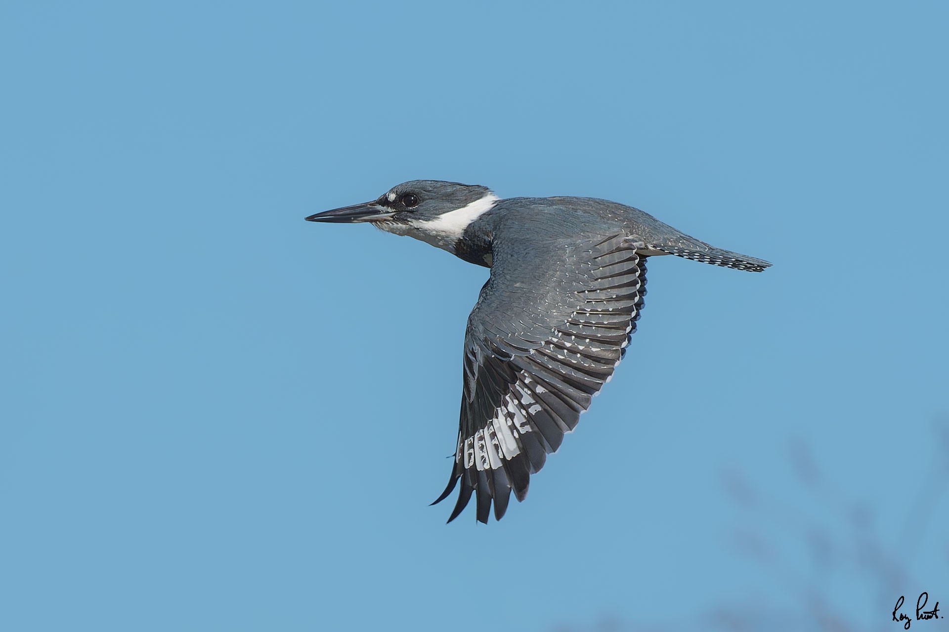 Belted-Kingfisher-ROY-1A-2368-DxO_DeepPRIME-XD3.jpg