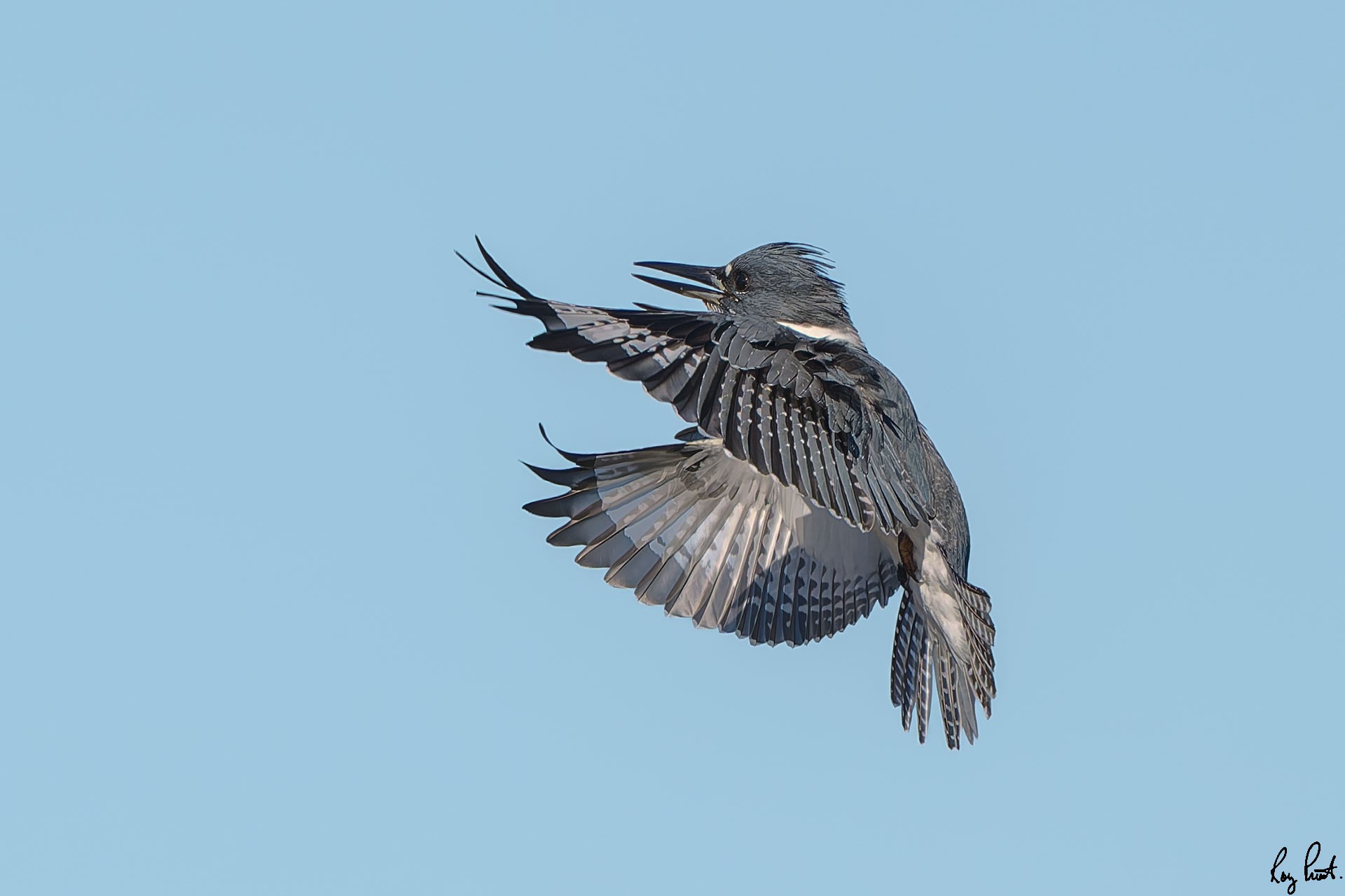 Belted-Kingfisher-ROY-1A-2465-DxO_DeepPRIME-XD3-2.jpg