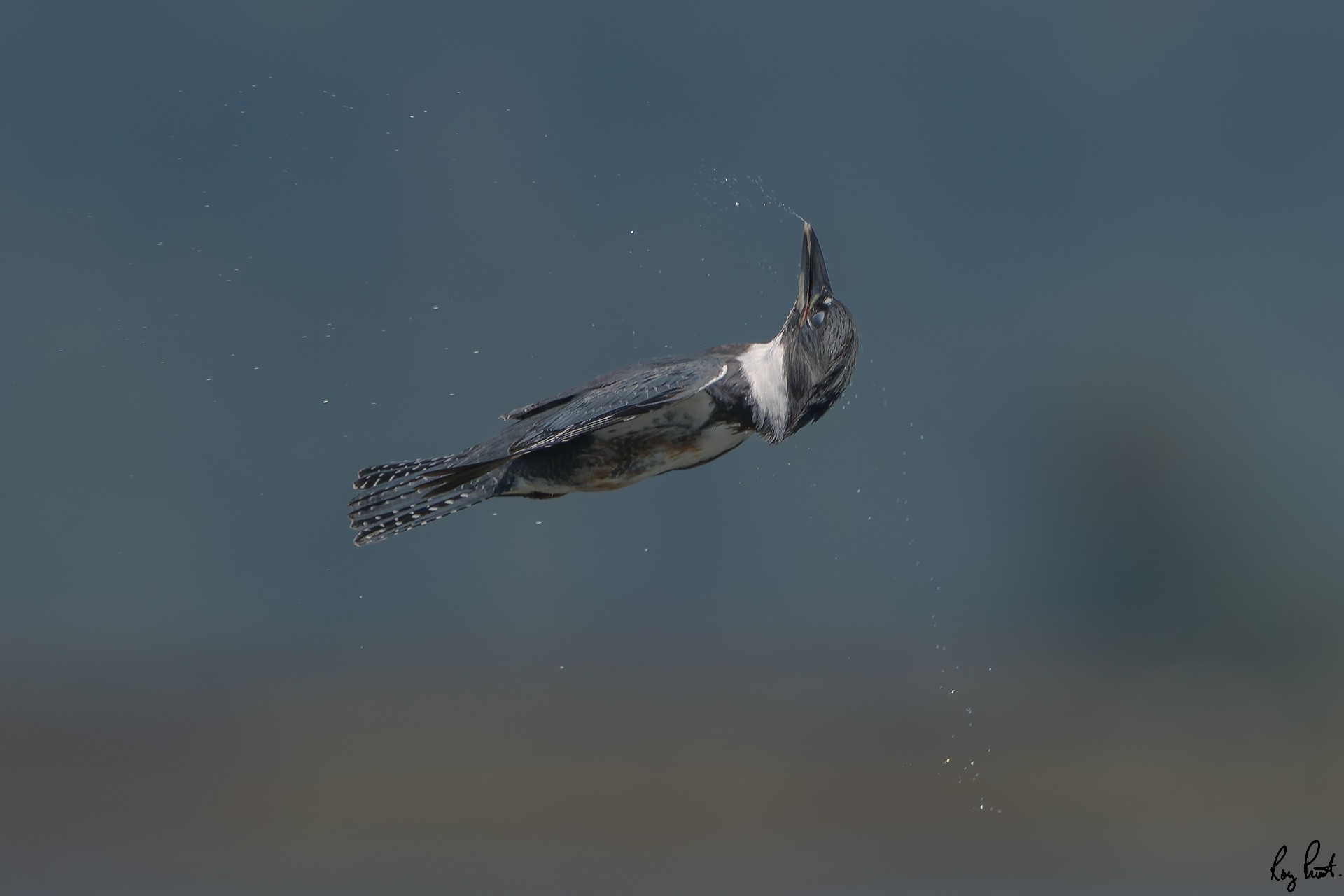 Belted-Kingfisher_DSC1633.jpg