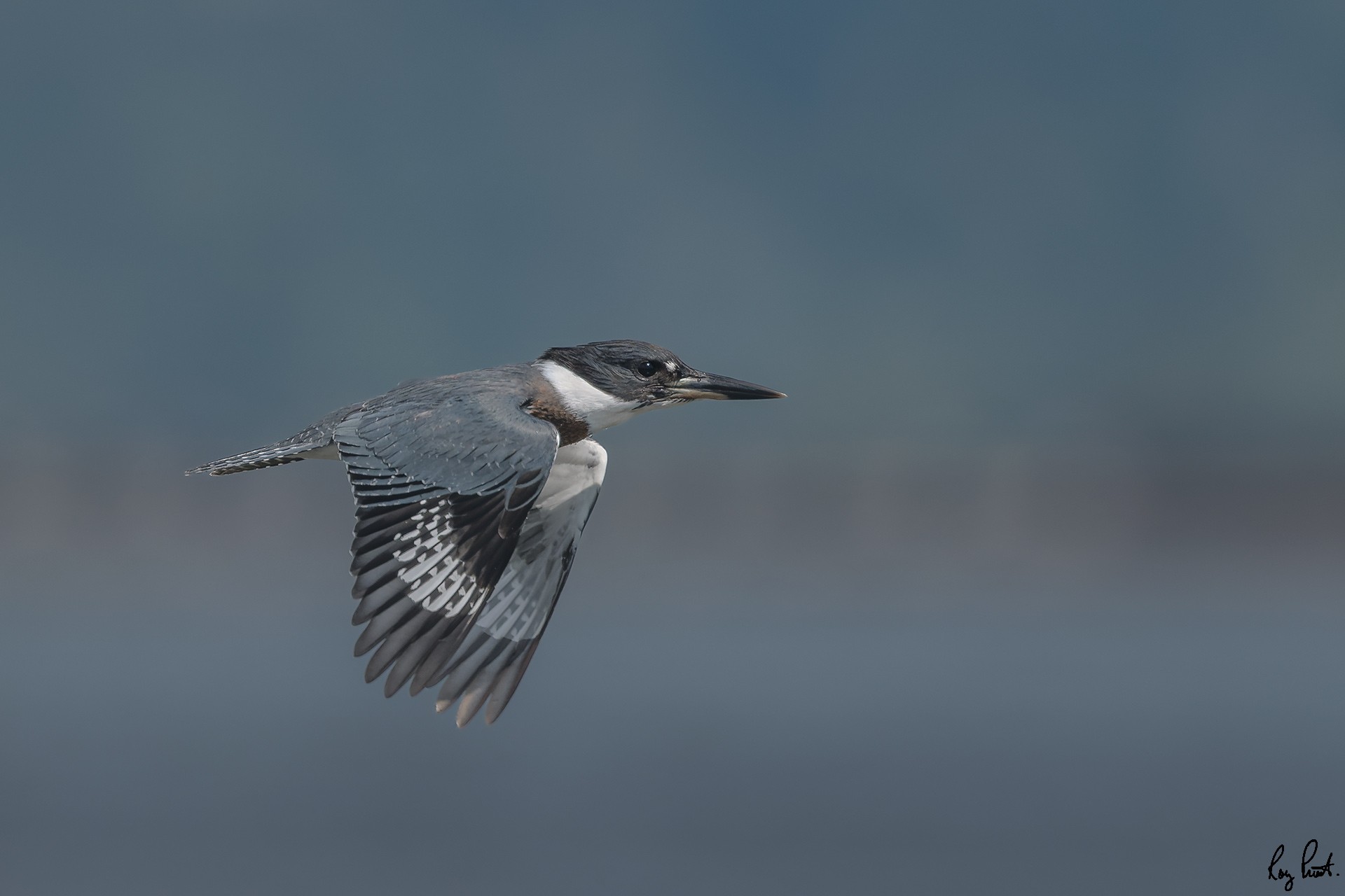 Belted-Kingfisher_DSC1635.jpg