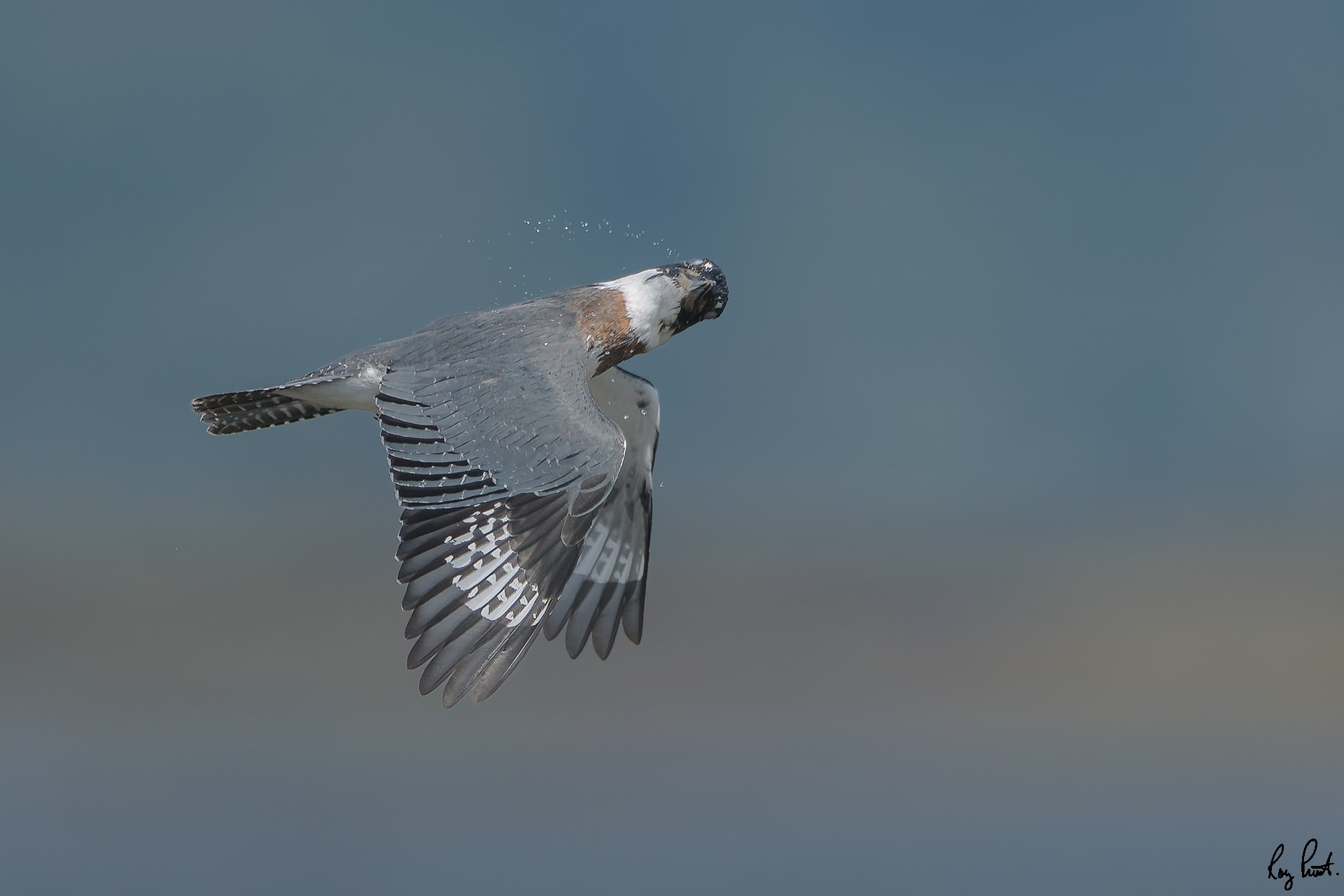 Belted-Kingfisher_DSC1638.jpg