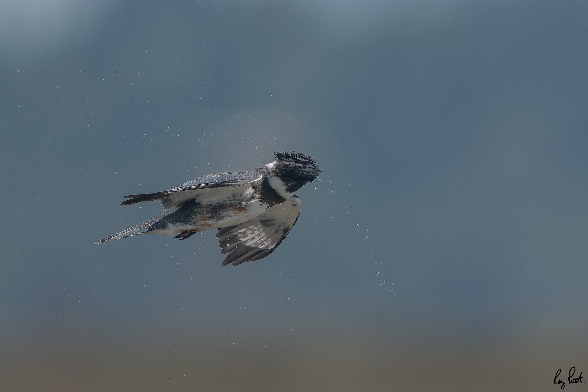 Belted-Kingfisher_DSC1641.jpg