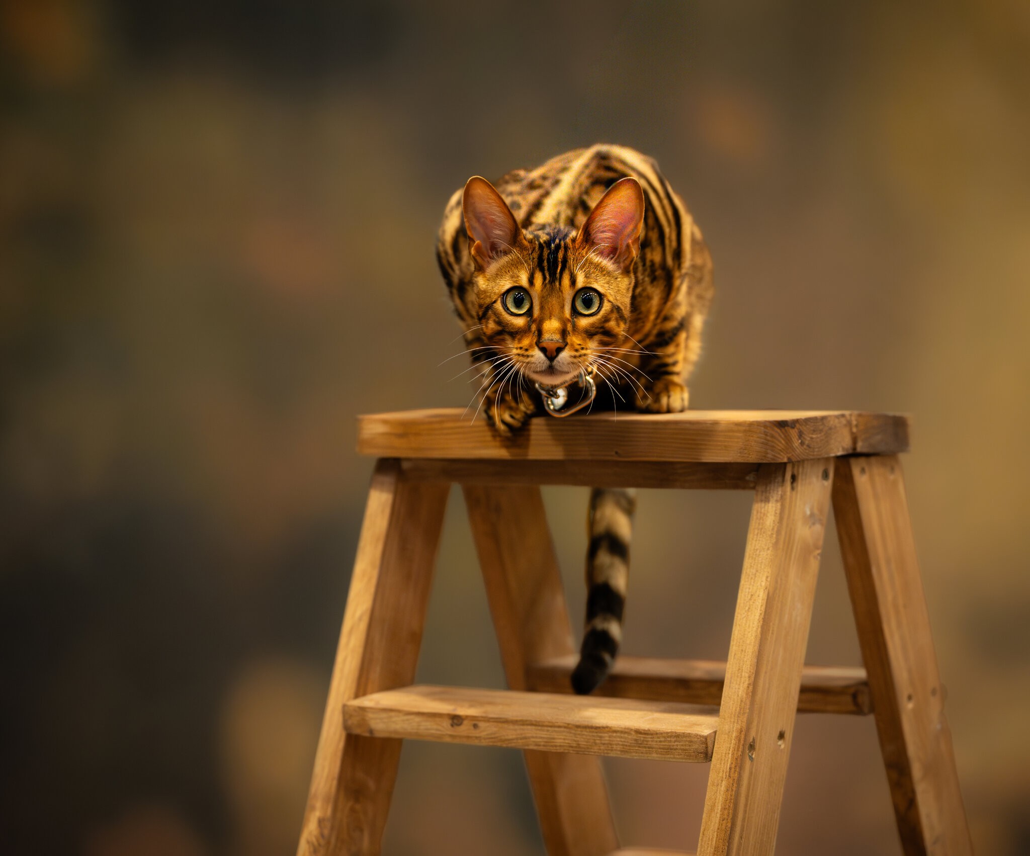 Bengal Cat-1.jpg